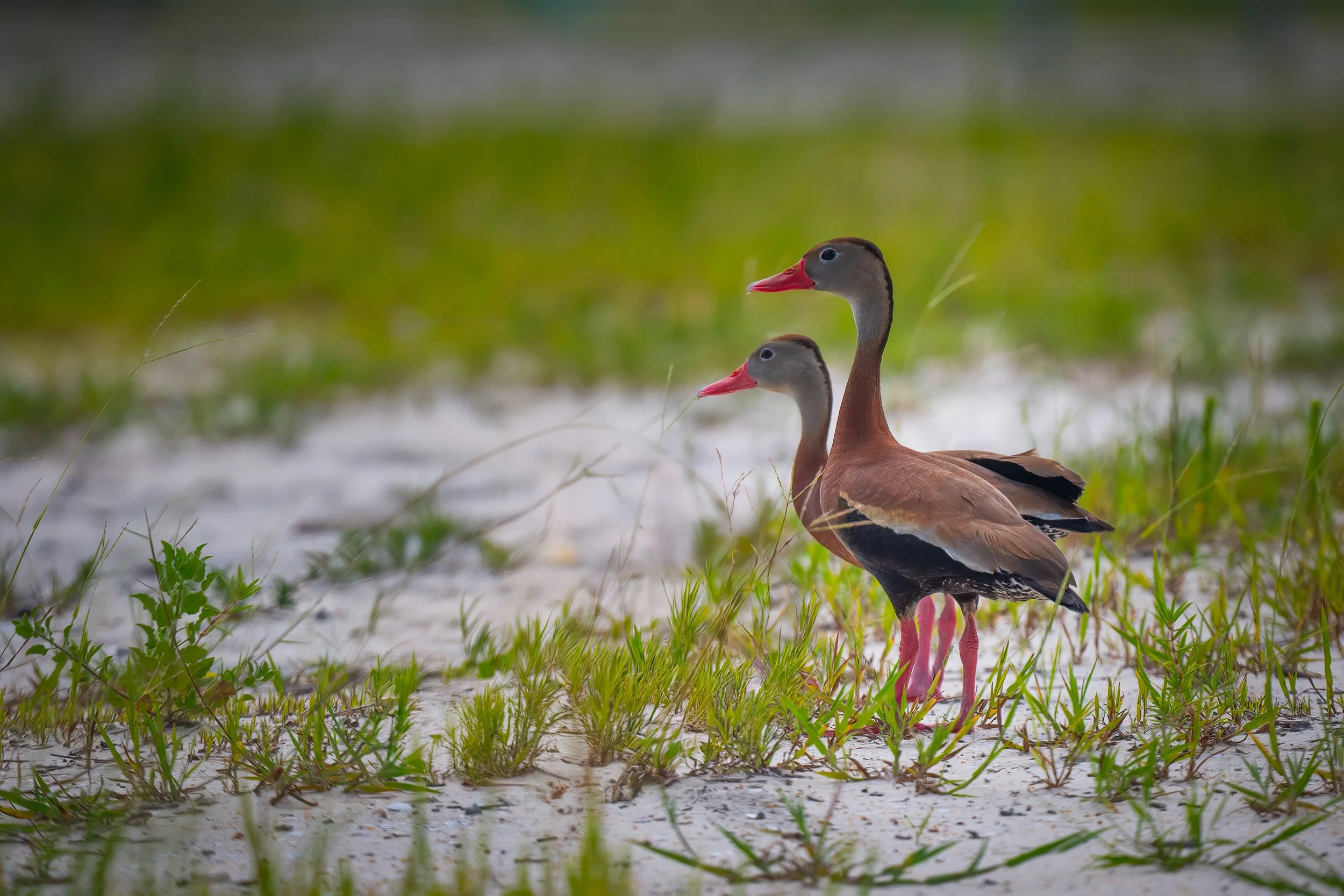 Black bellied whistling duck 7824.jpg
