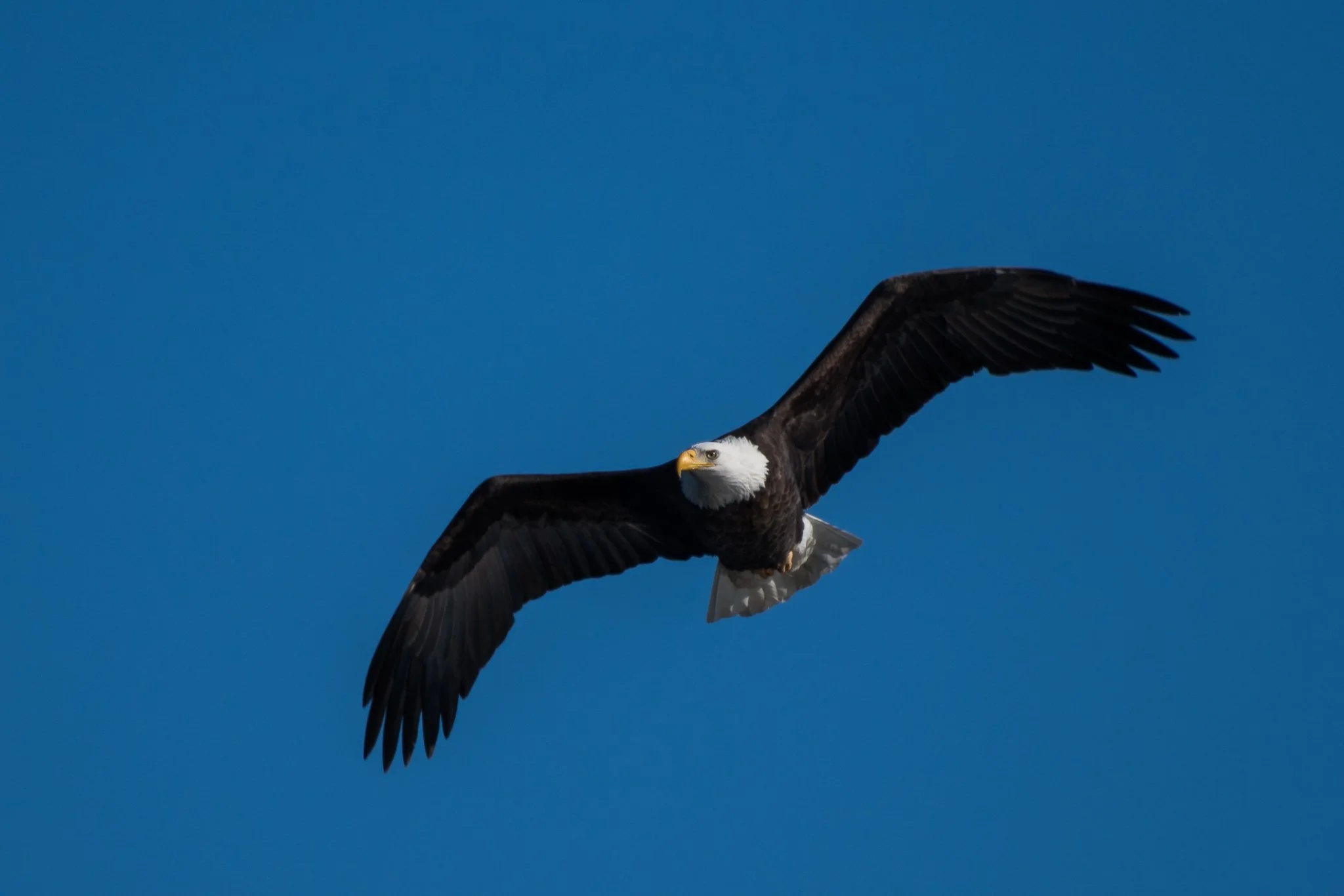 Eagles 01016-3740.jpg