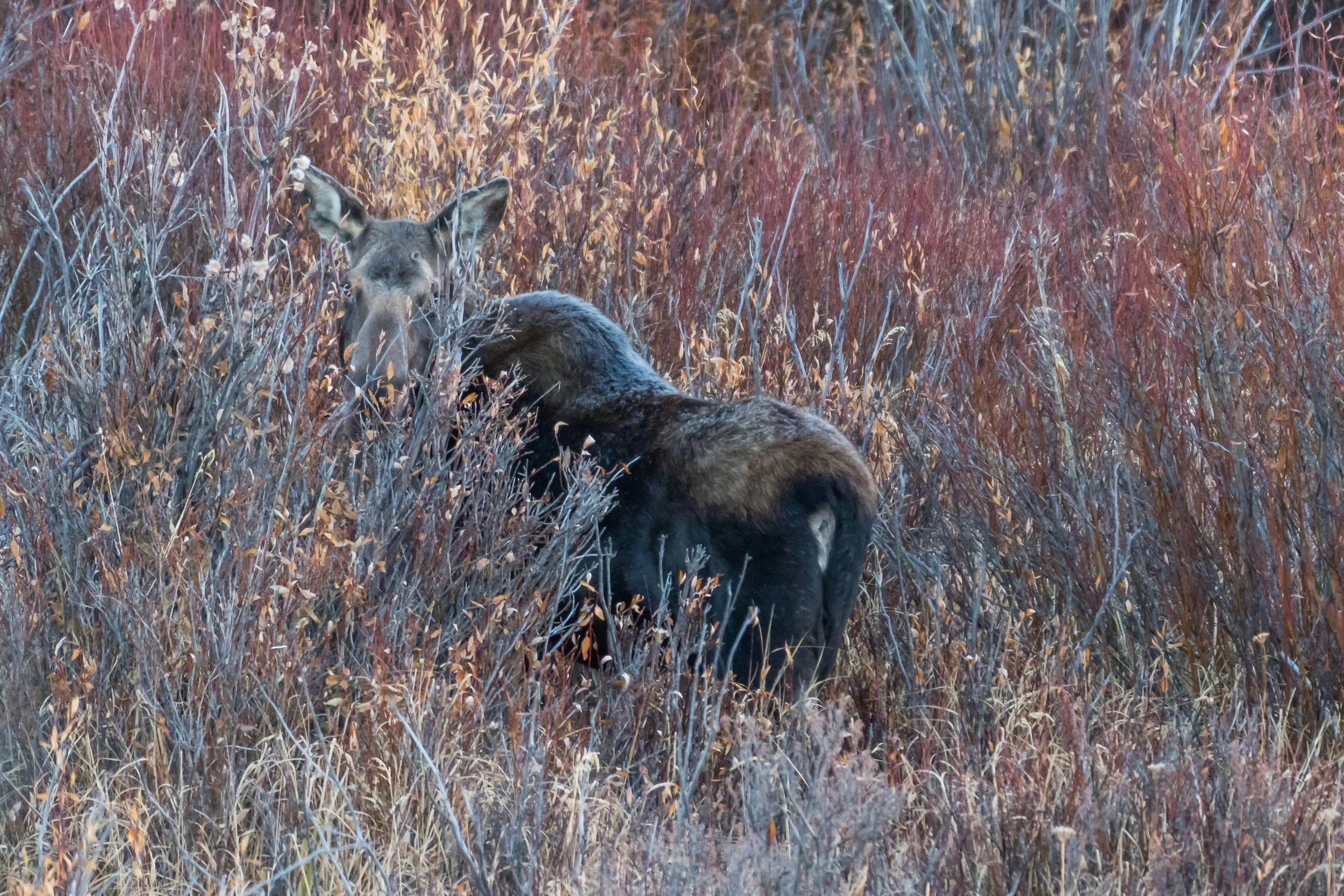 Colorado moose-1.jpg