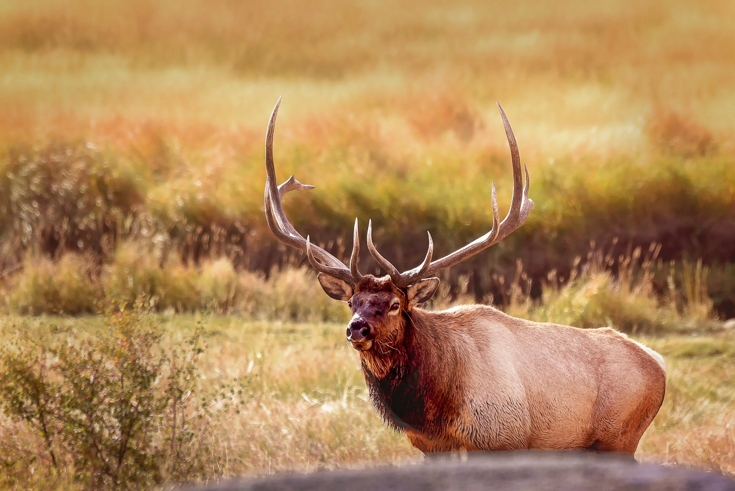 20200927-Bull elk busted-1-2-Edit.jpg