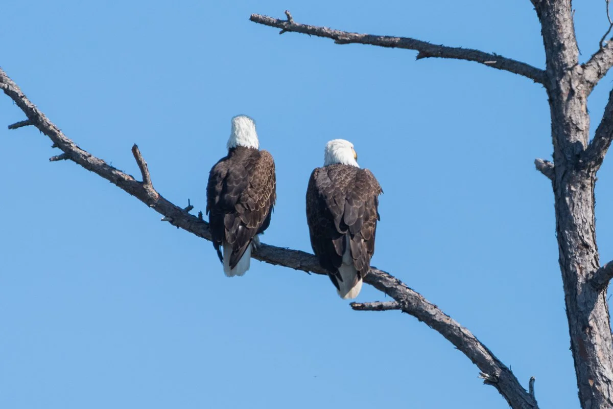 Bald Eagle pair.jpg