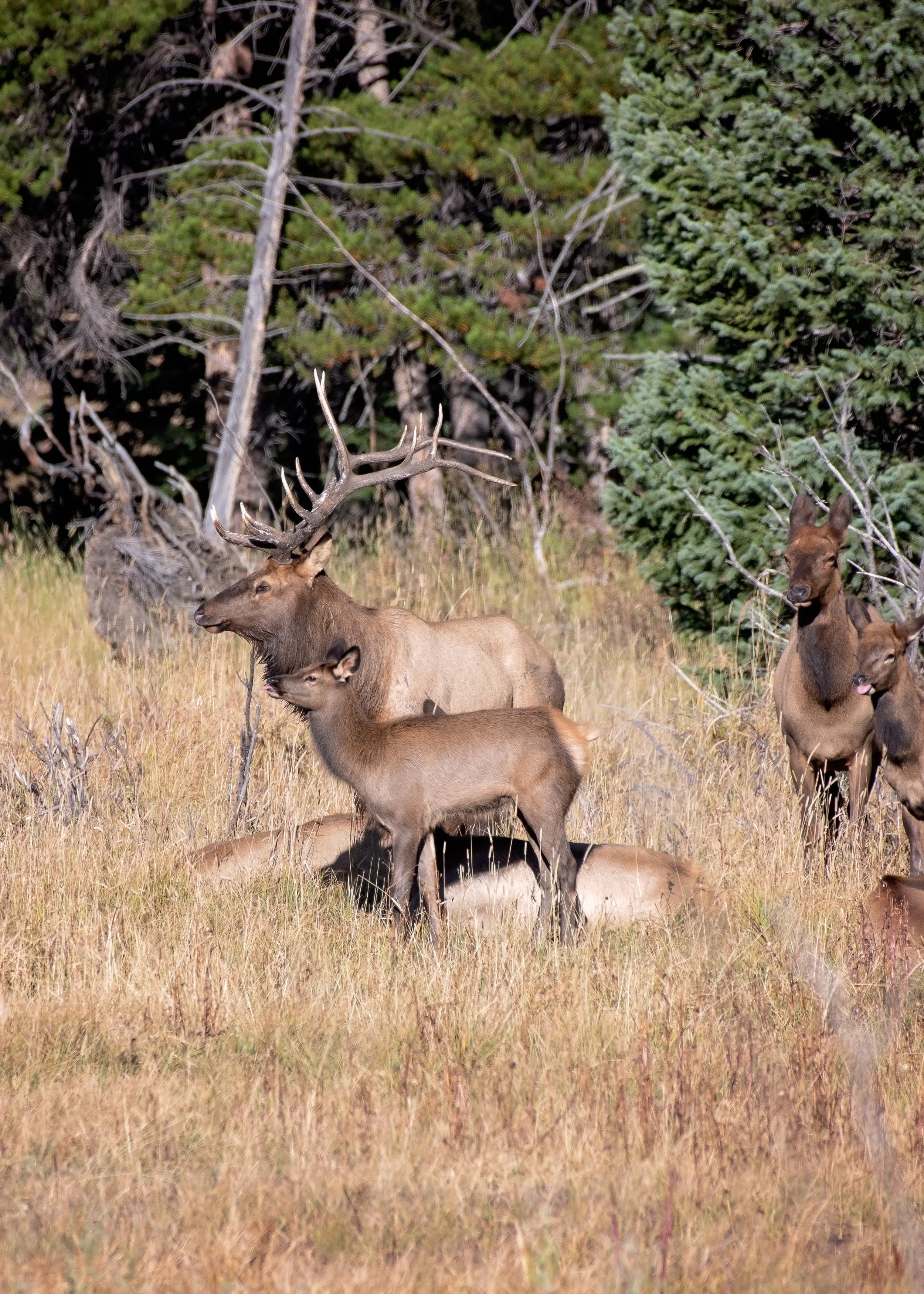 0926 bull elk 1-6.jpg