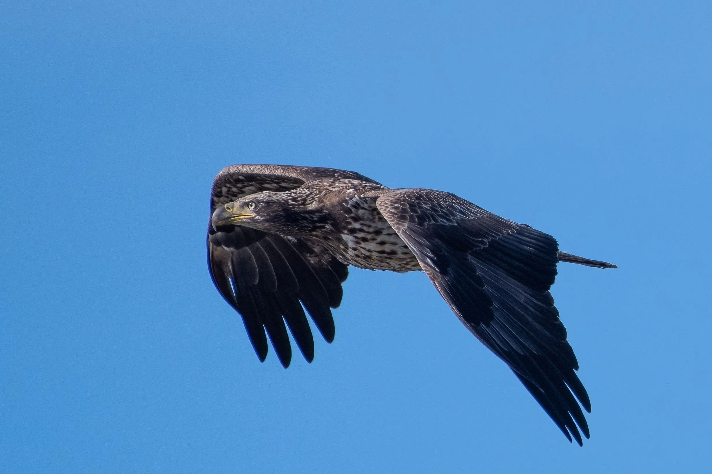 14feb22 imm bald eagle.jpg