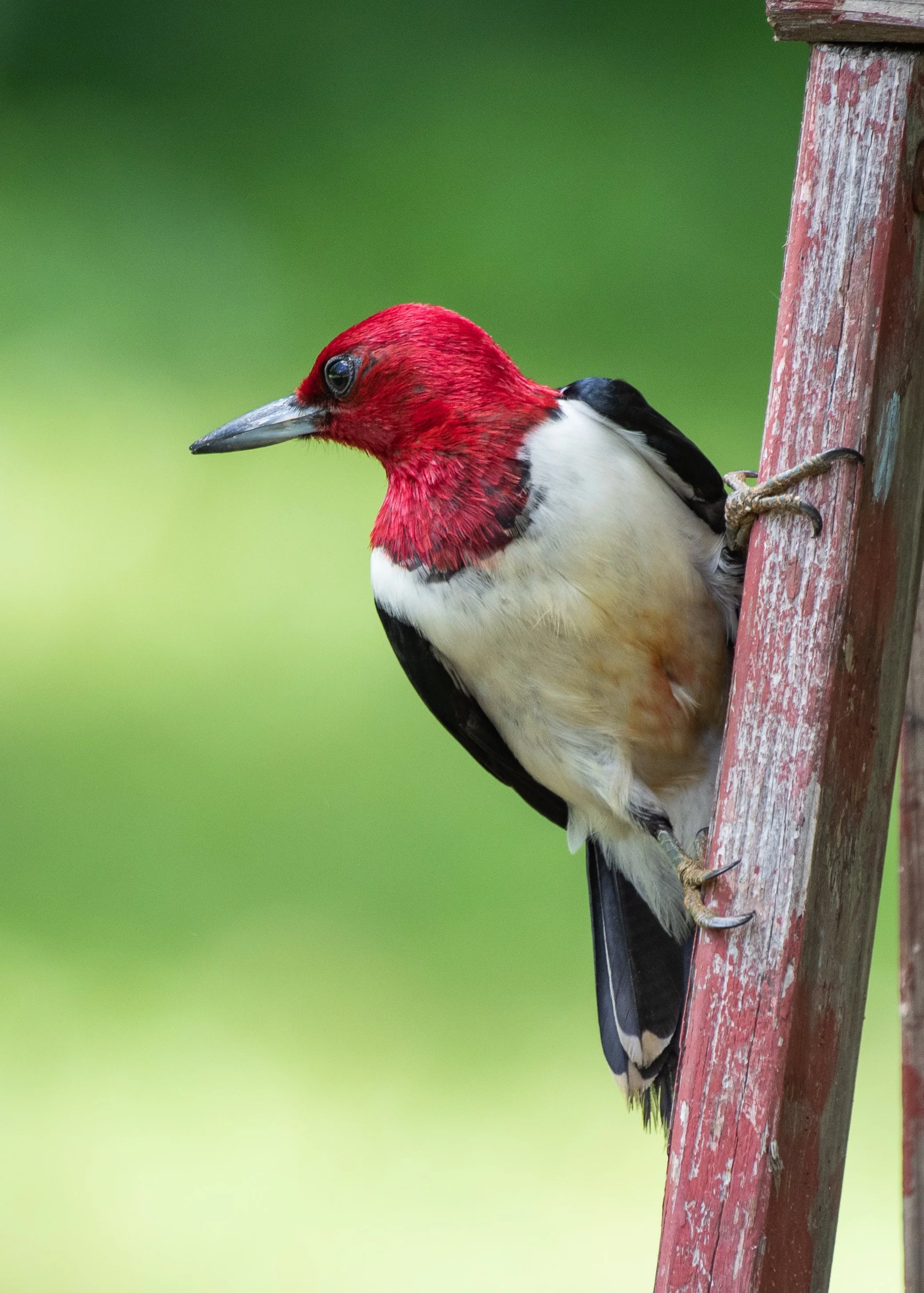 RH woodpecker-1.jpg