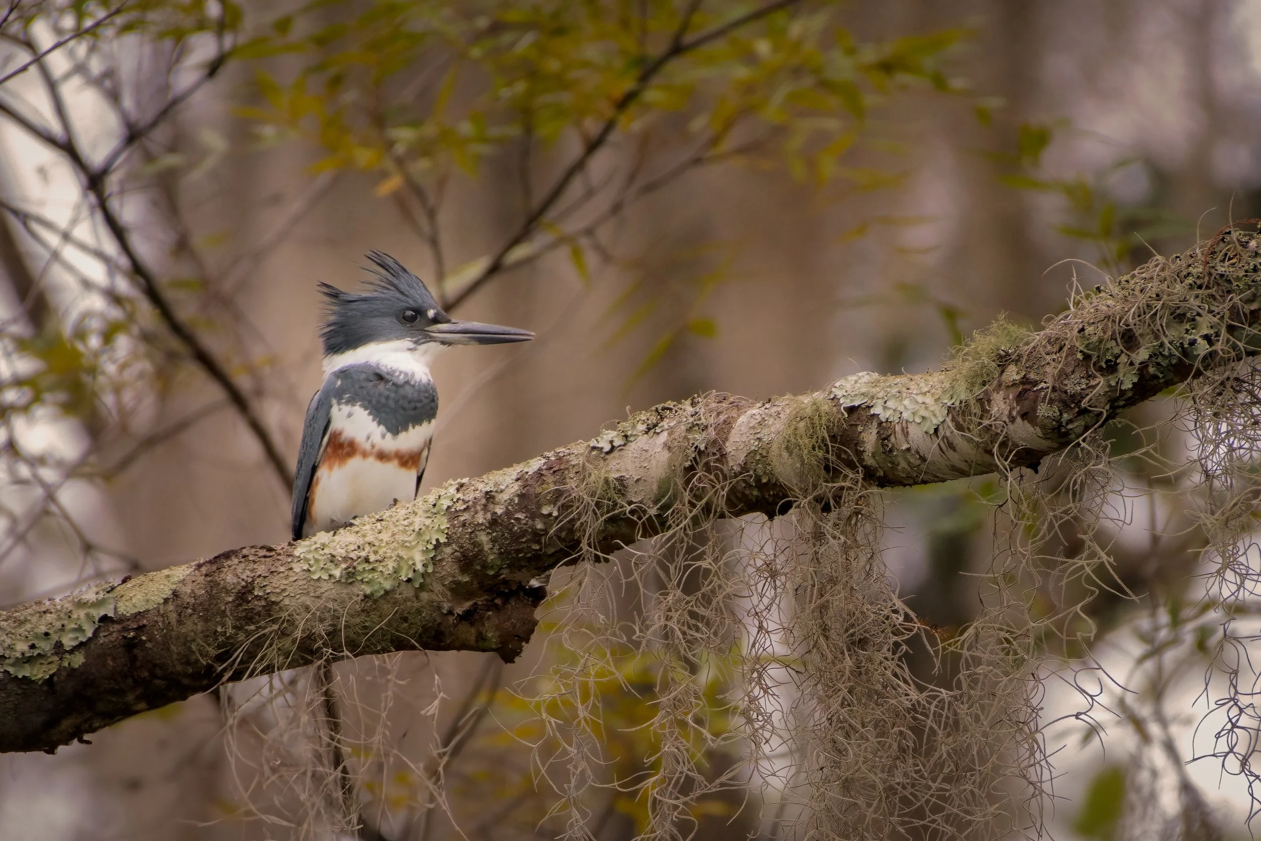 Belted Kingfisher 1023.jpg