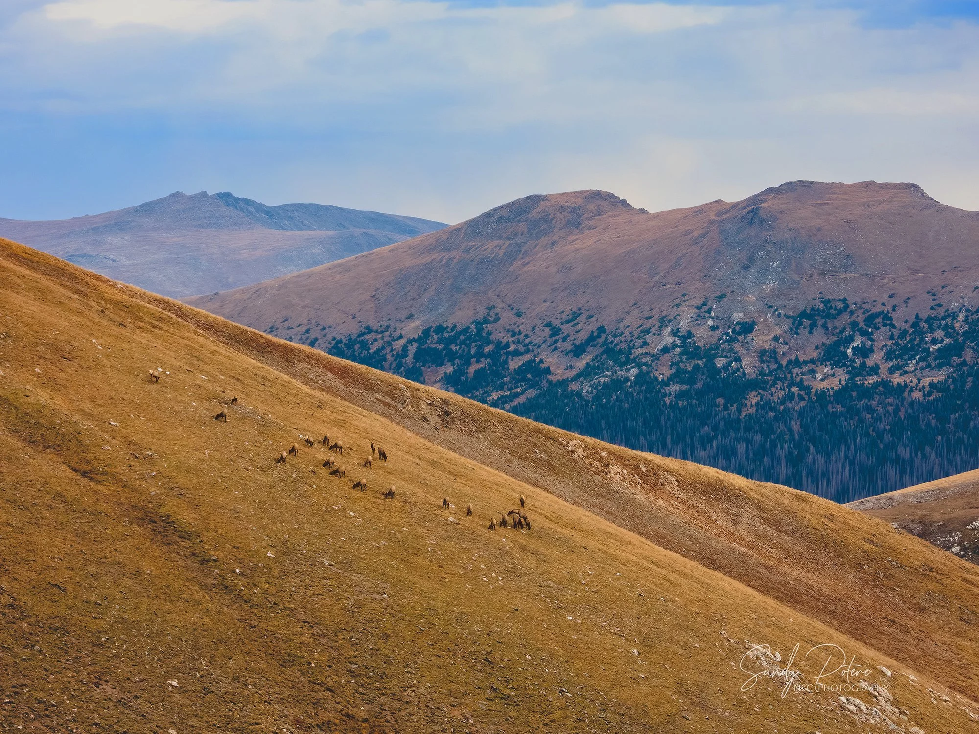 Elk on a mountain copy.jpg