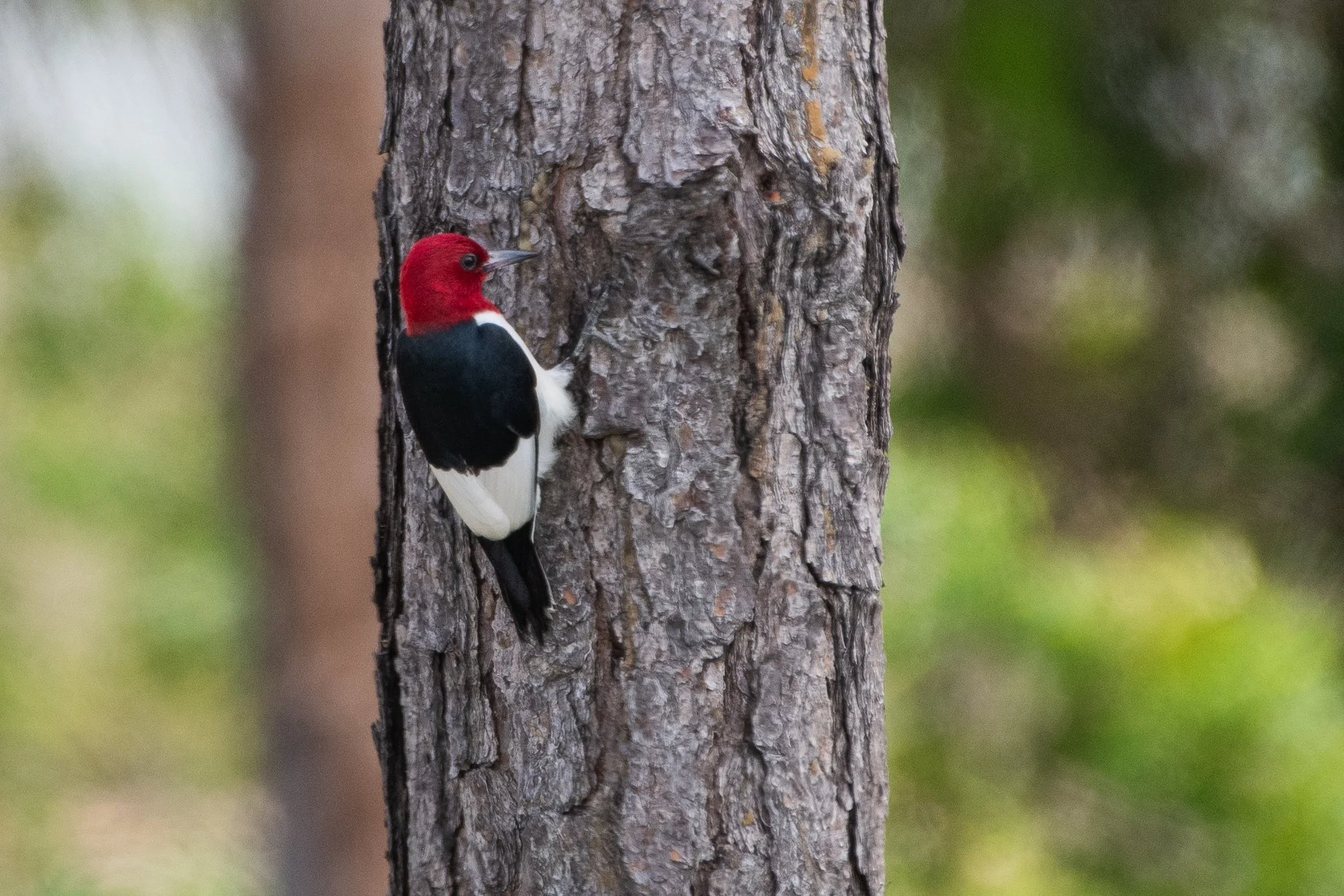 Red headed woodpecker 43024.jpg