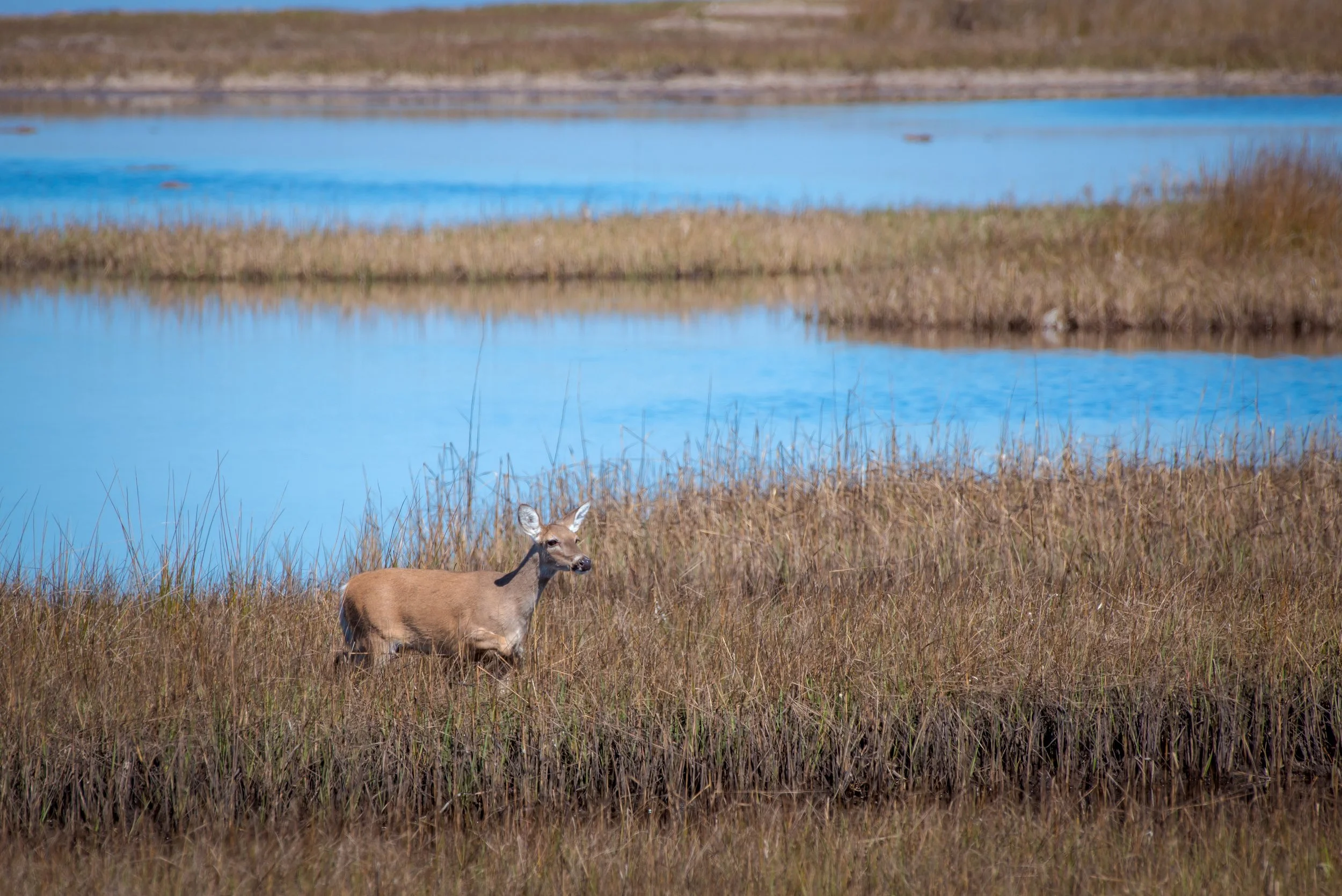 0313Florida-0722-Edit2016-2.jpg