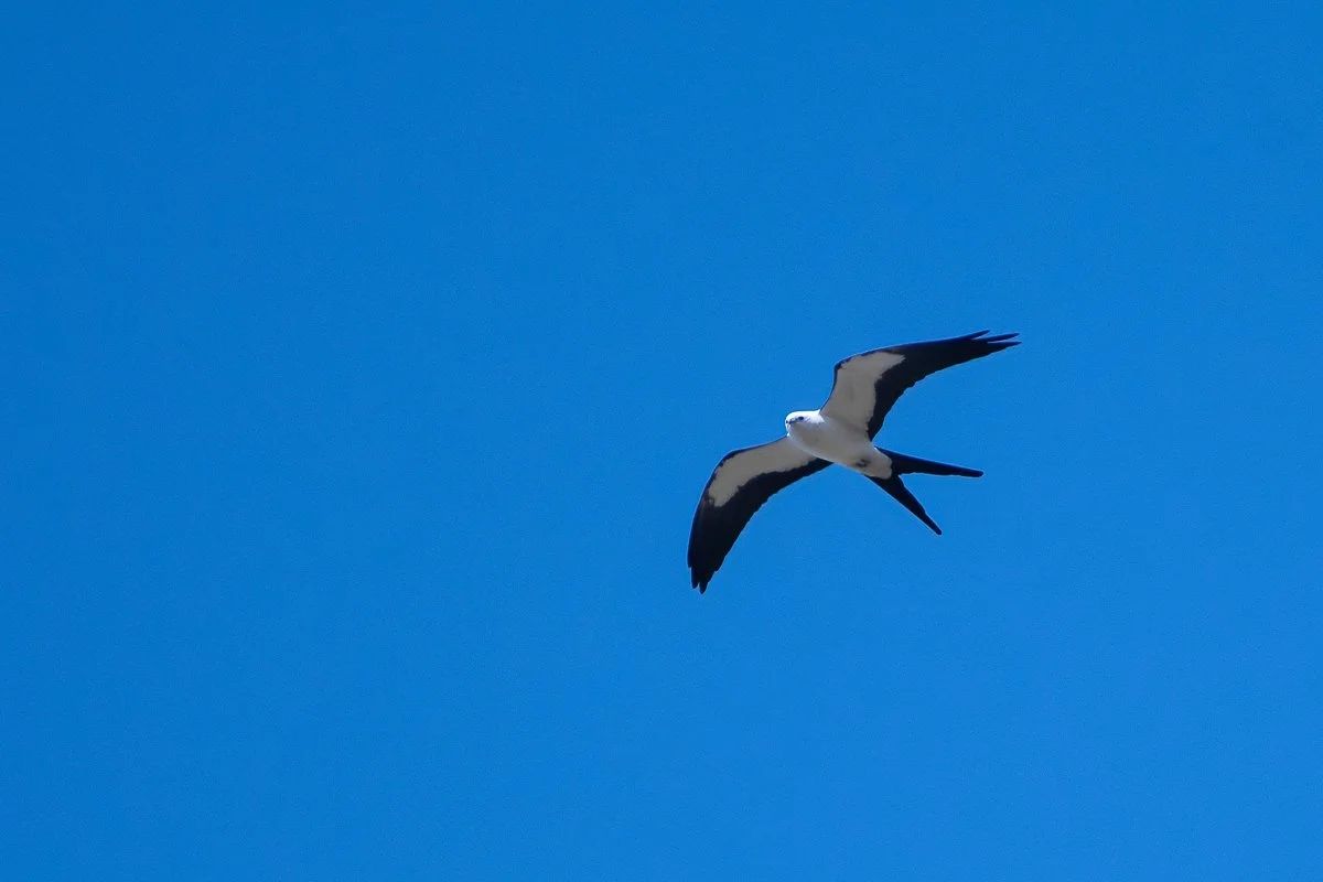 Swallow tail kite ebird verification 22feb22.jpg