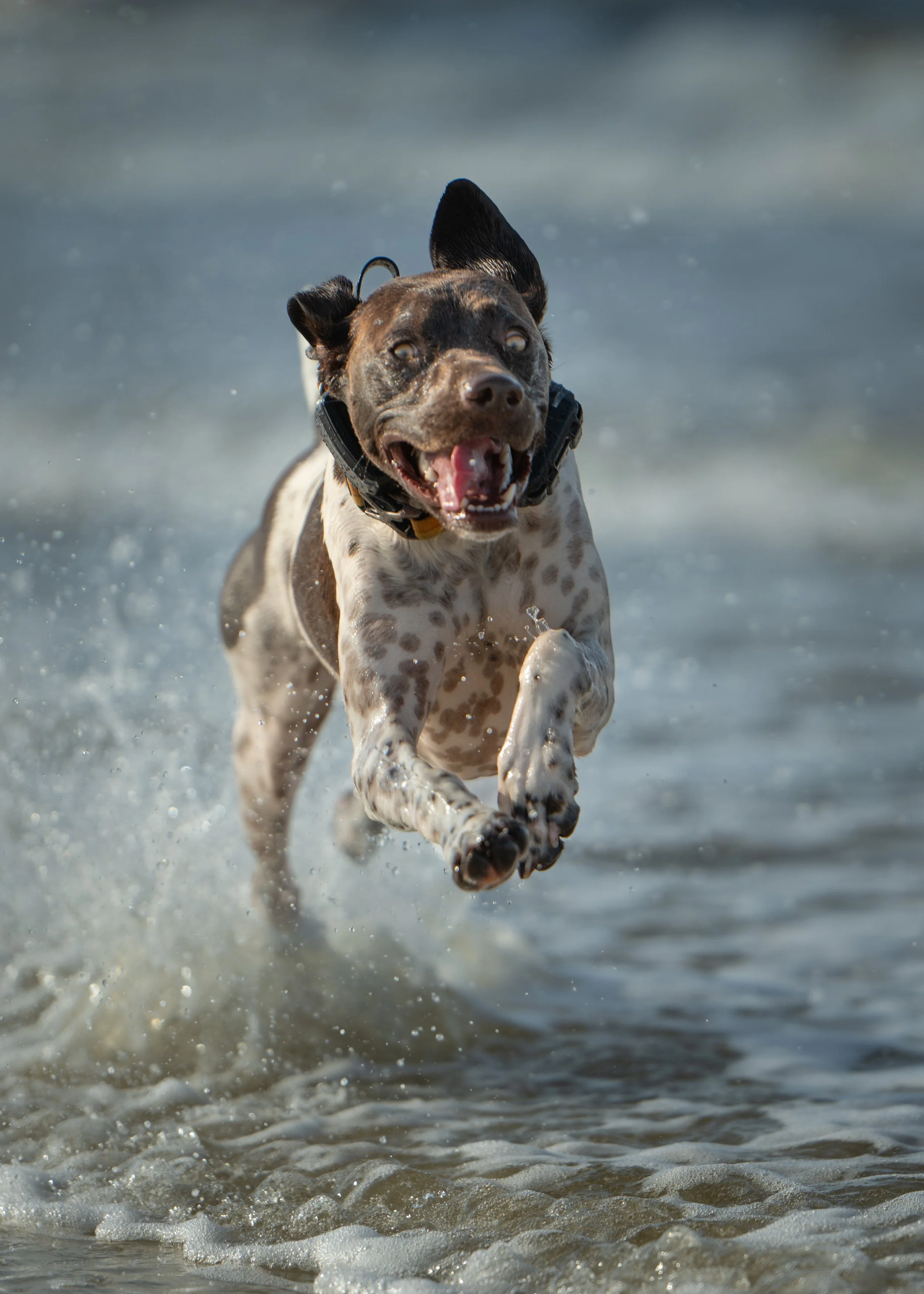 German Shorthair pointer running at camera along a beach in Gulf County Florida
