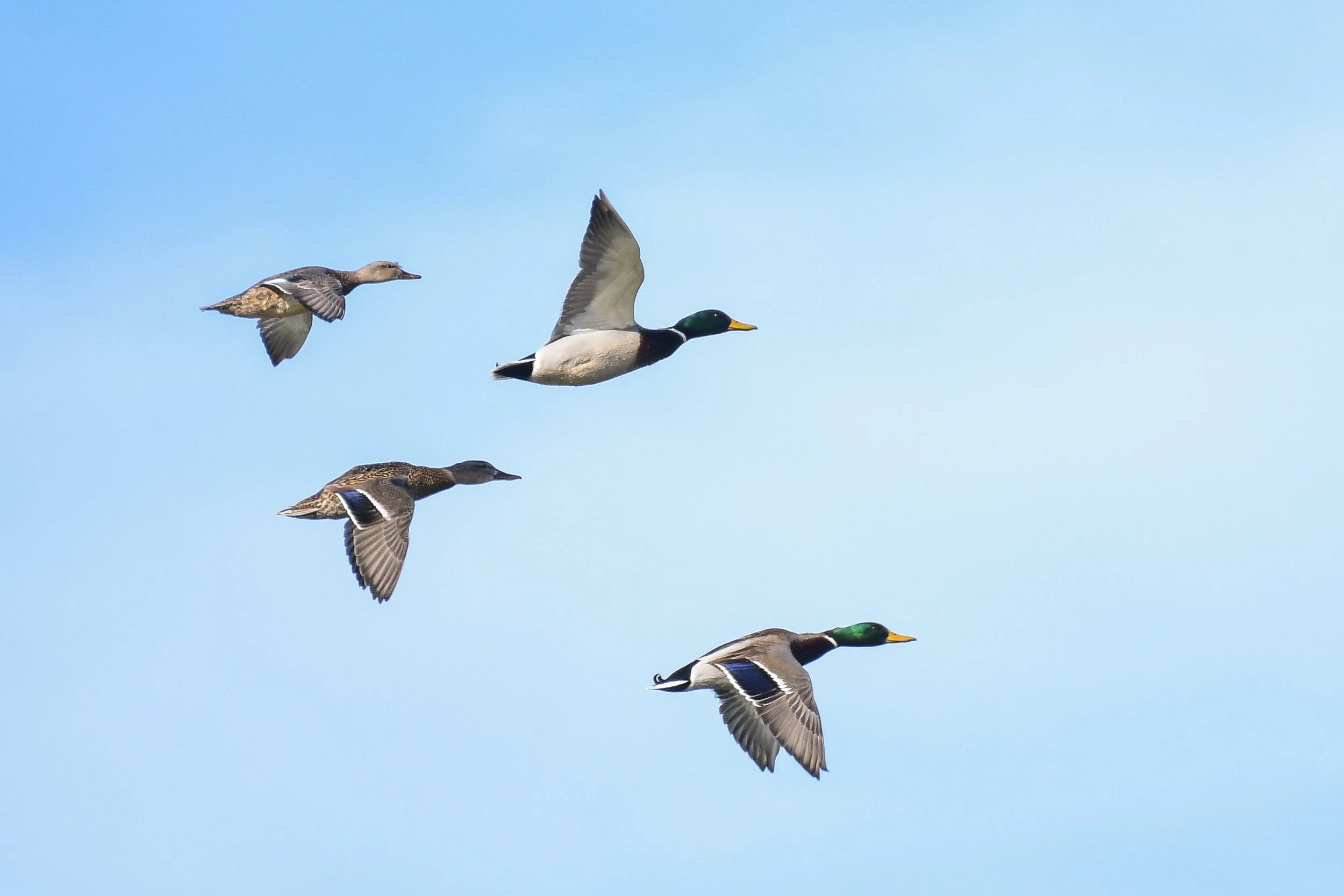 Mallard ducks in flight.jpg