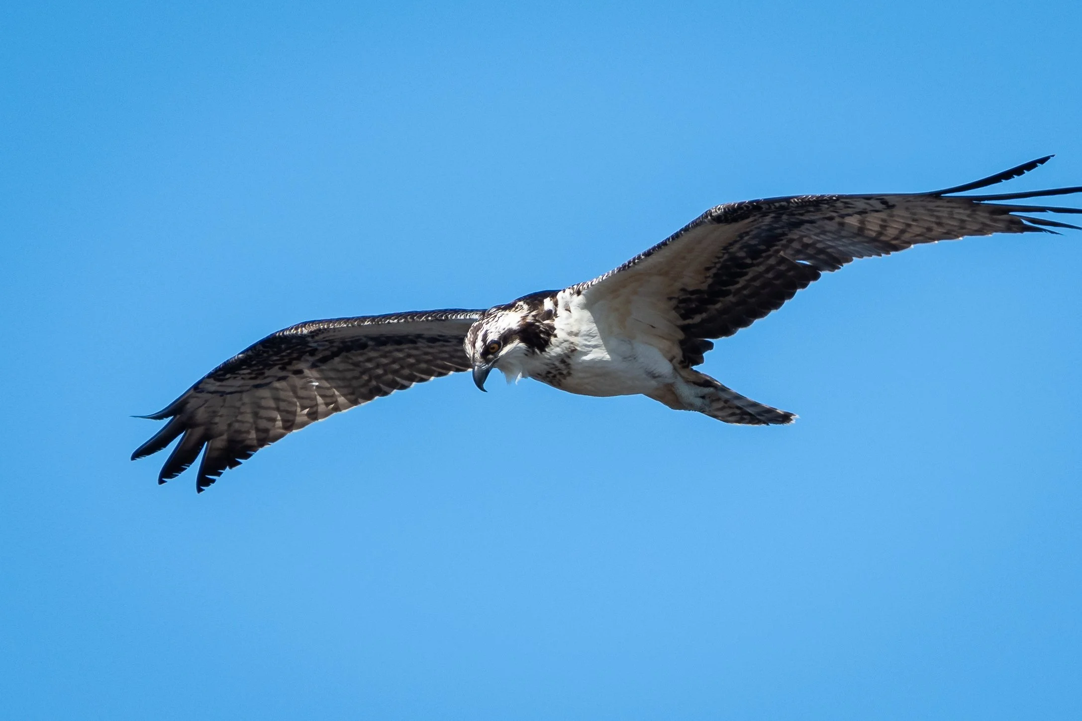 Osprey 12nov21.jpg