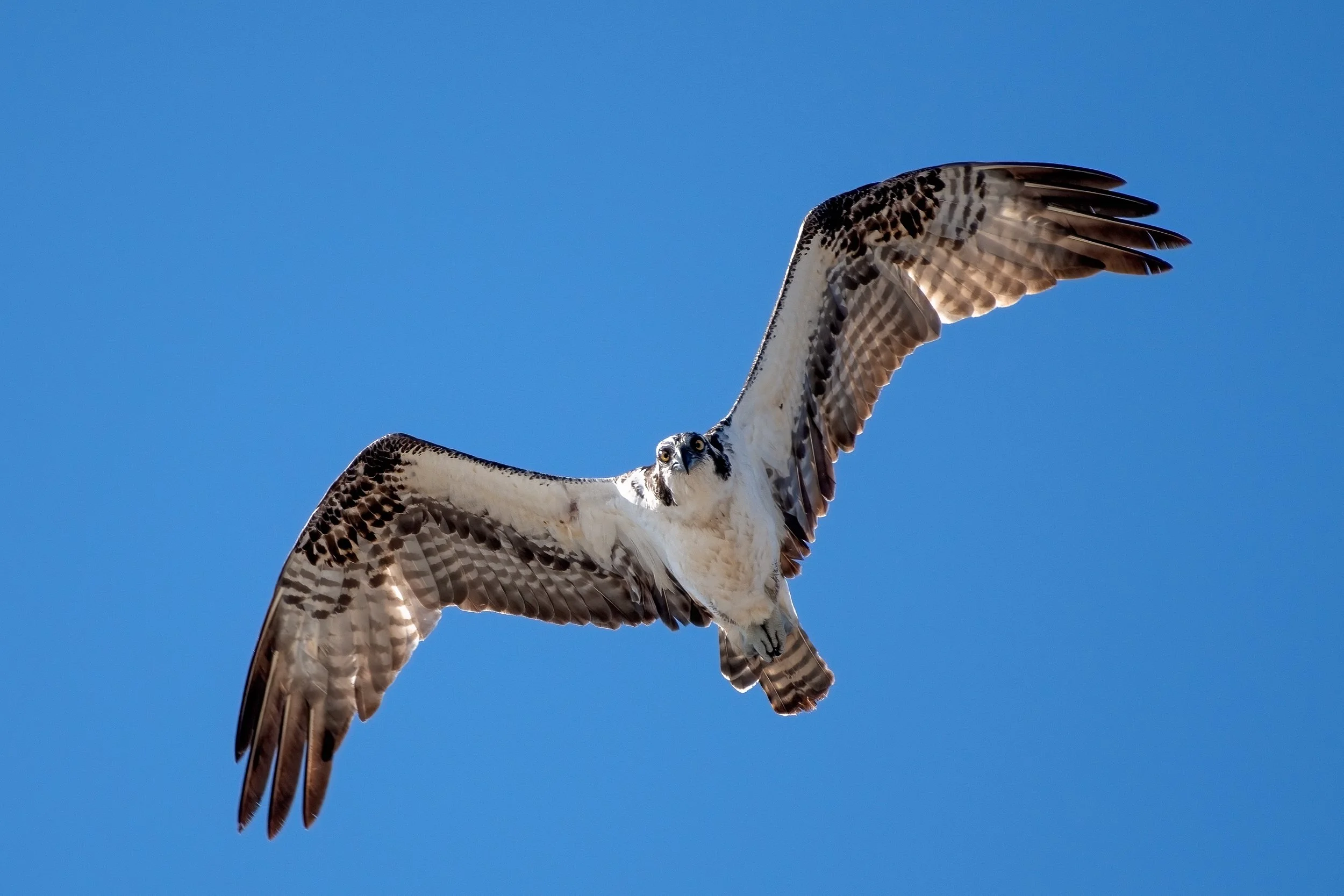 Osprey 27jan22_-2.jpg