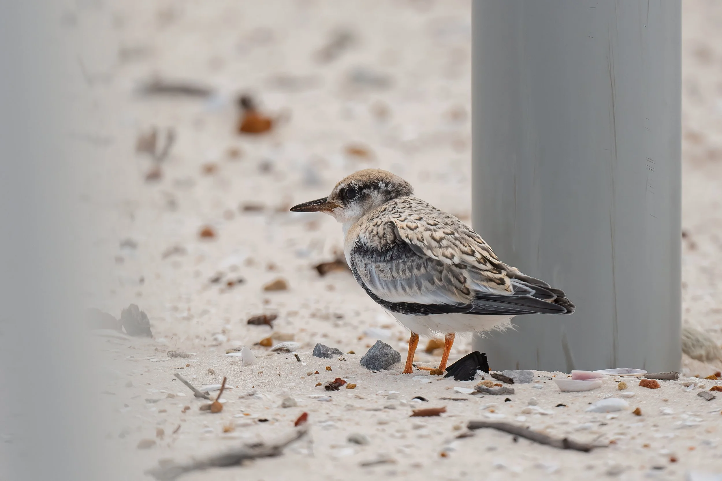 LETE chick 7824.jpg
