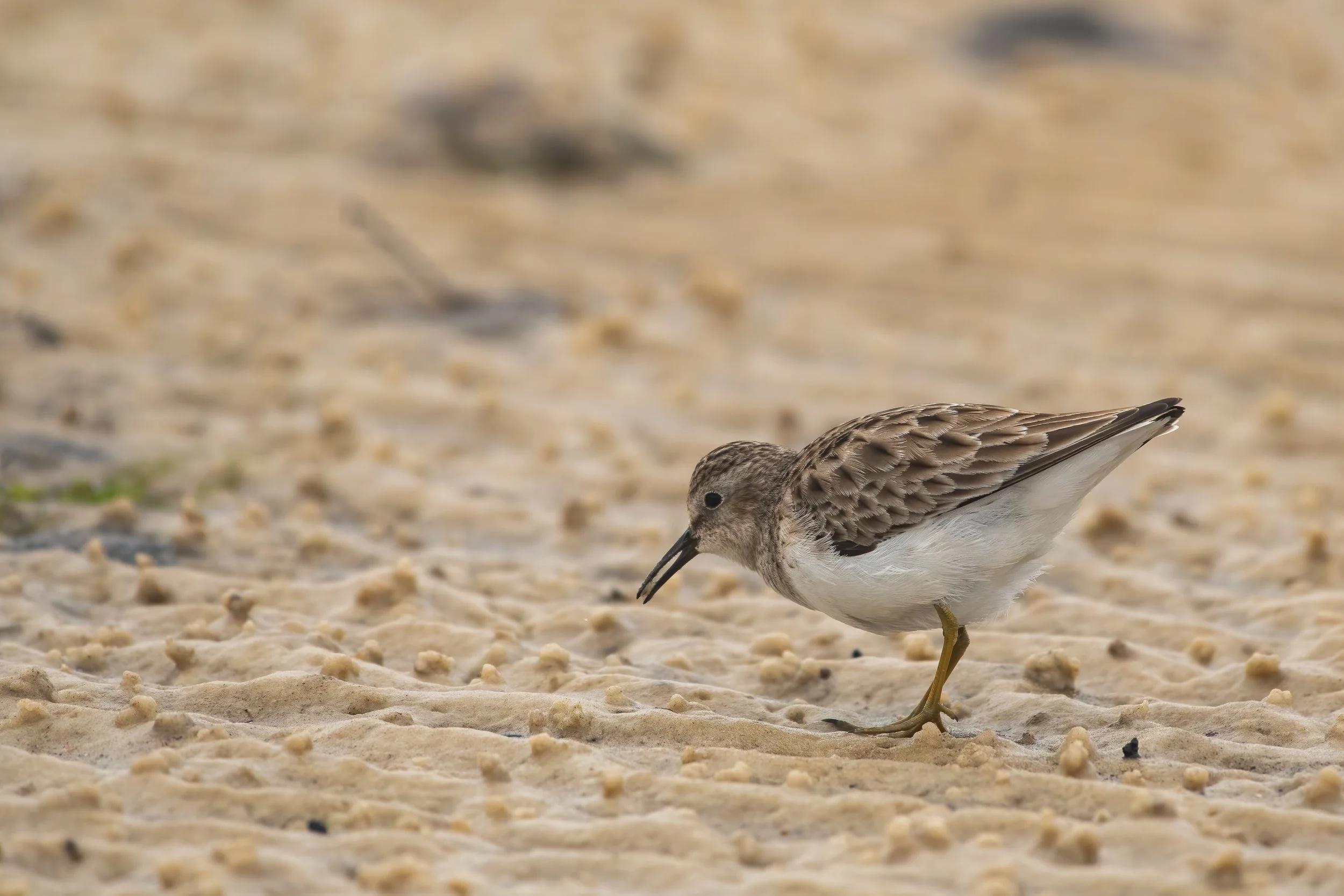 Least Sandpiper.jpg