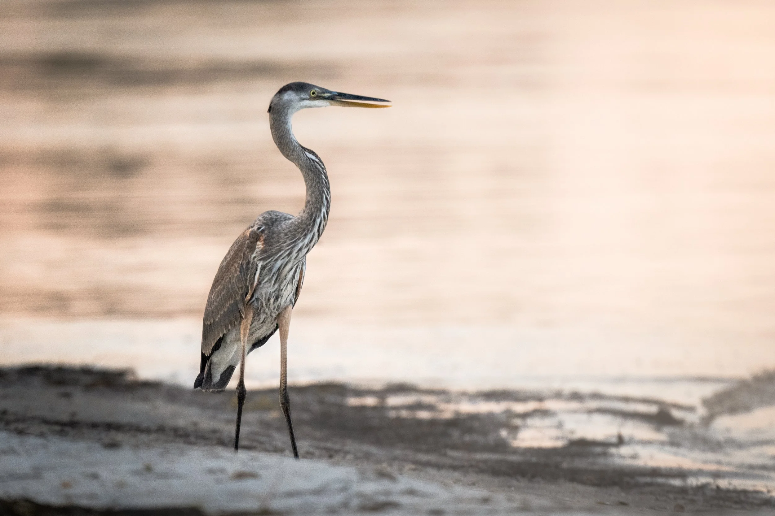 Great Blue Heron early misty morning.jpg
