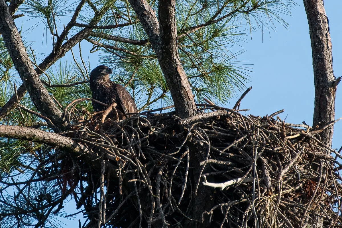 Eaglet GU005 31424.jpg
