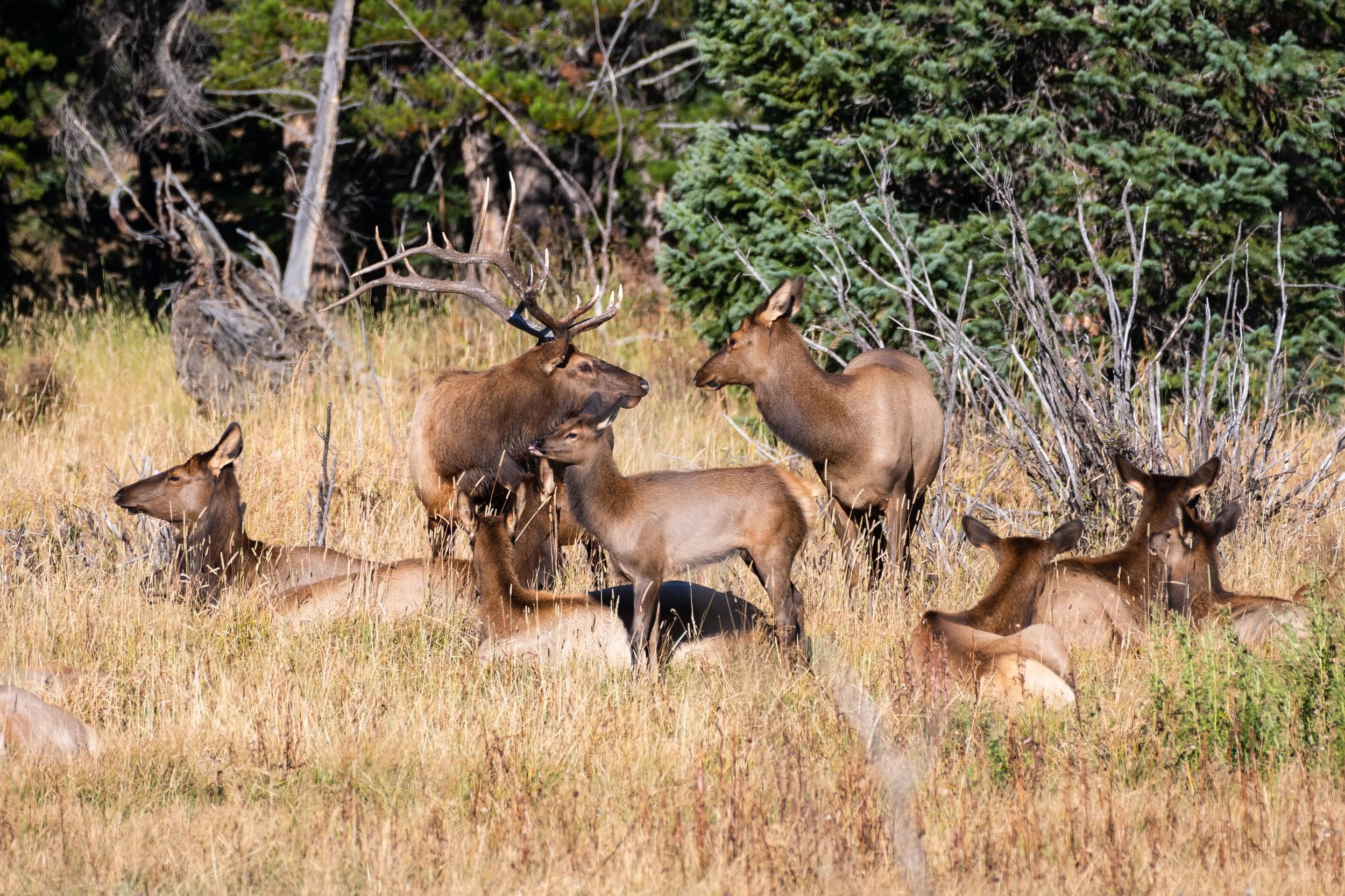 0926 bull elk 1-5.jpg
