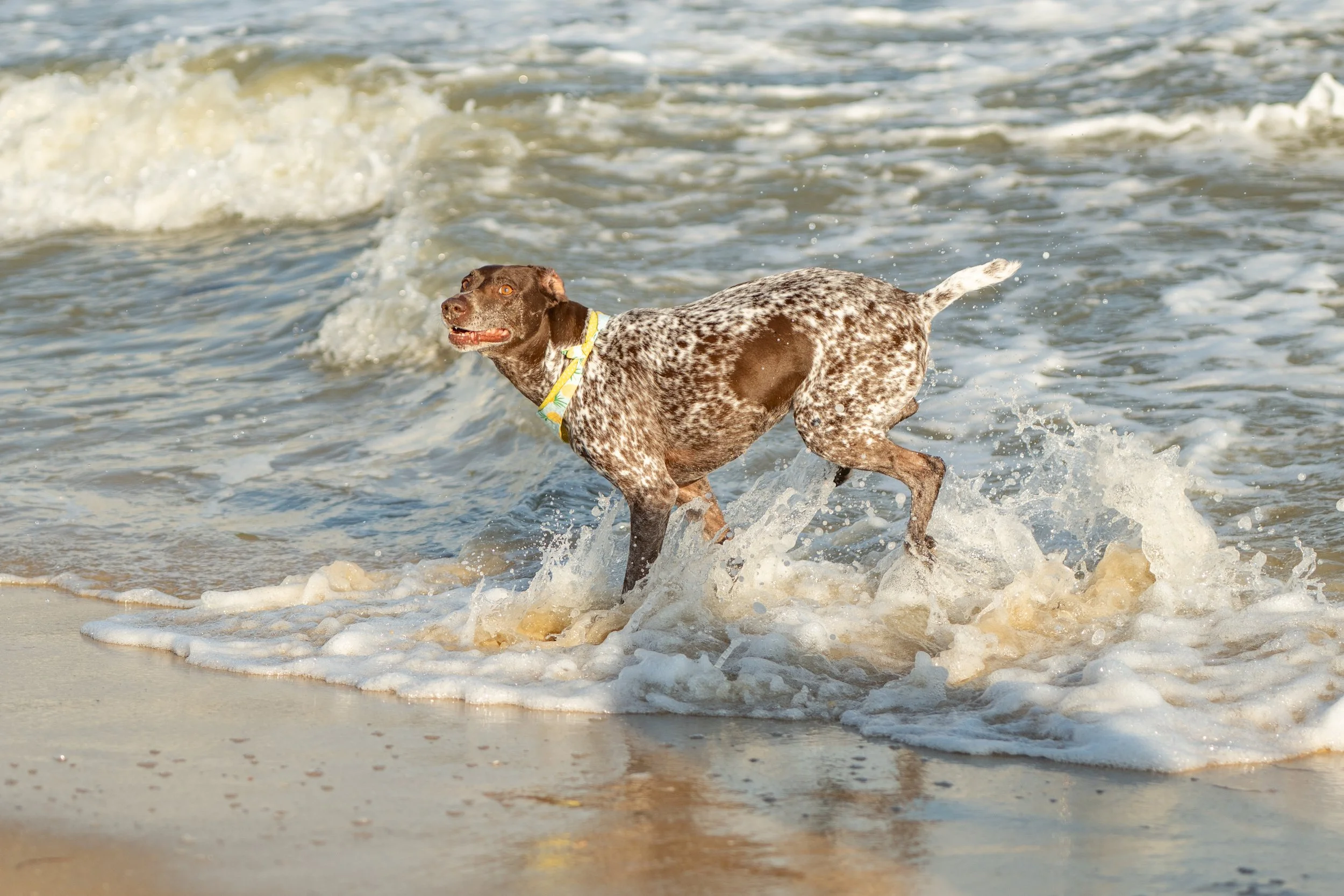 German Shorthair Pointer playing in waves on a beach in Florida