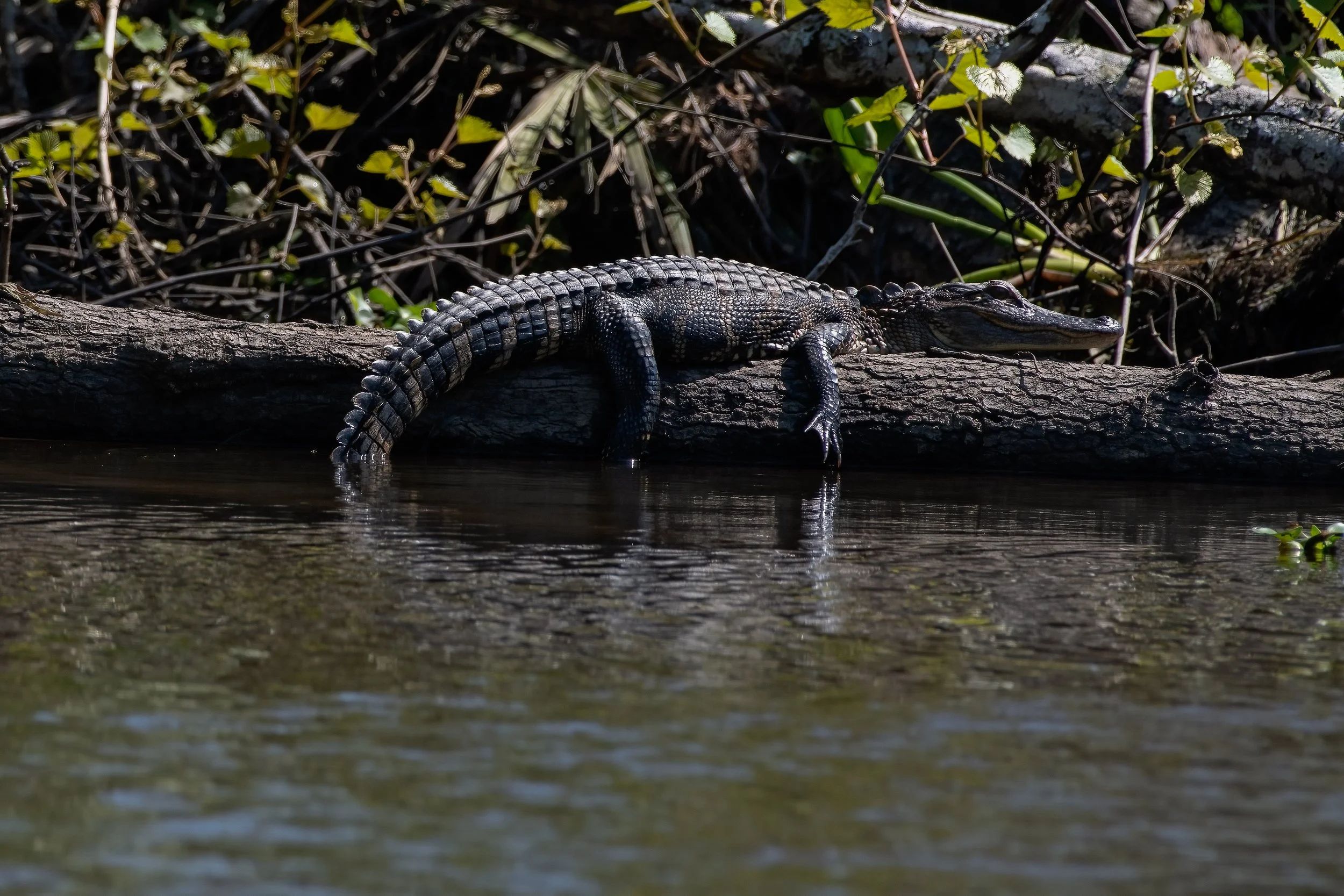Alligator 27mar22 3.jpg