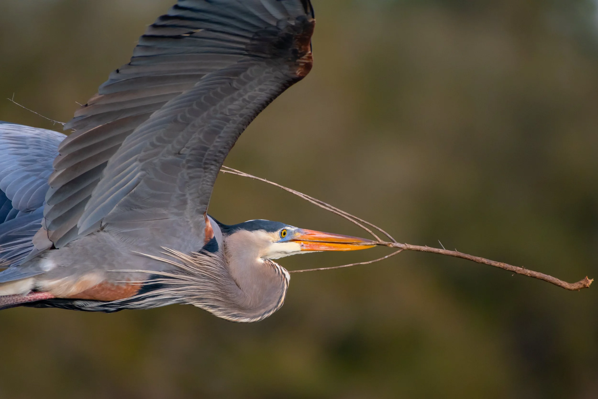 121920 GBH carrying stick-1.jpg