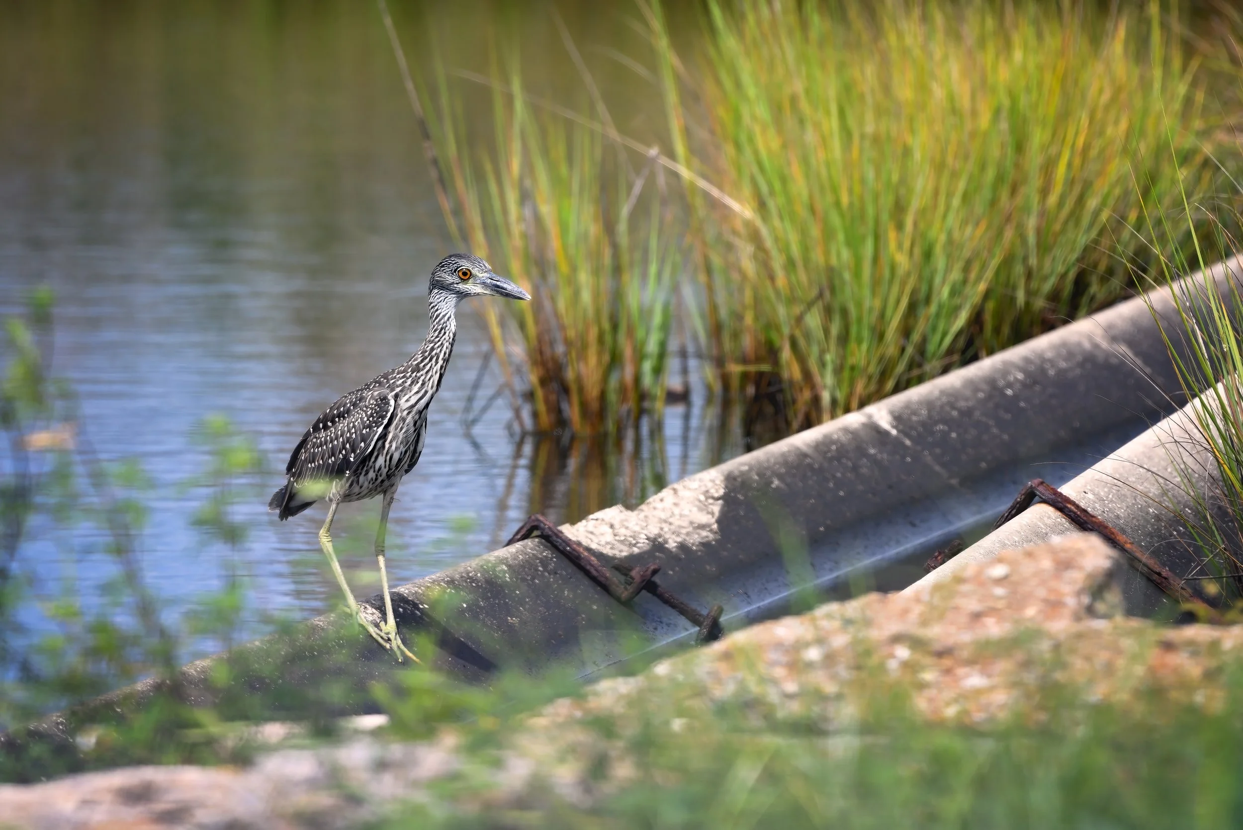 Juvenile YCNH visitor.jpg