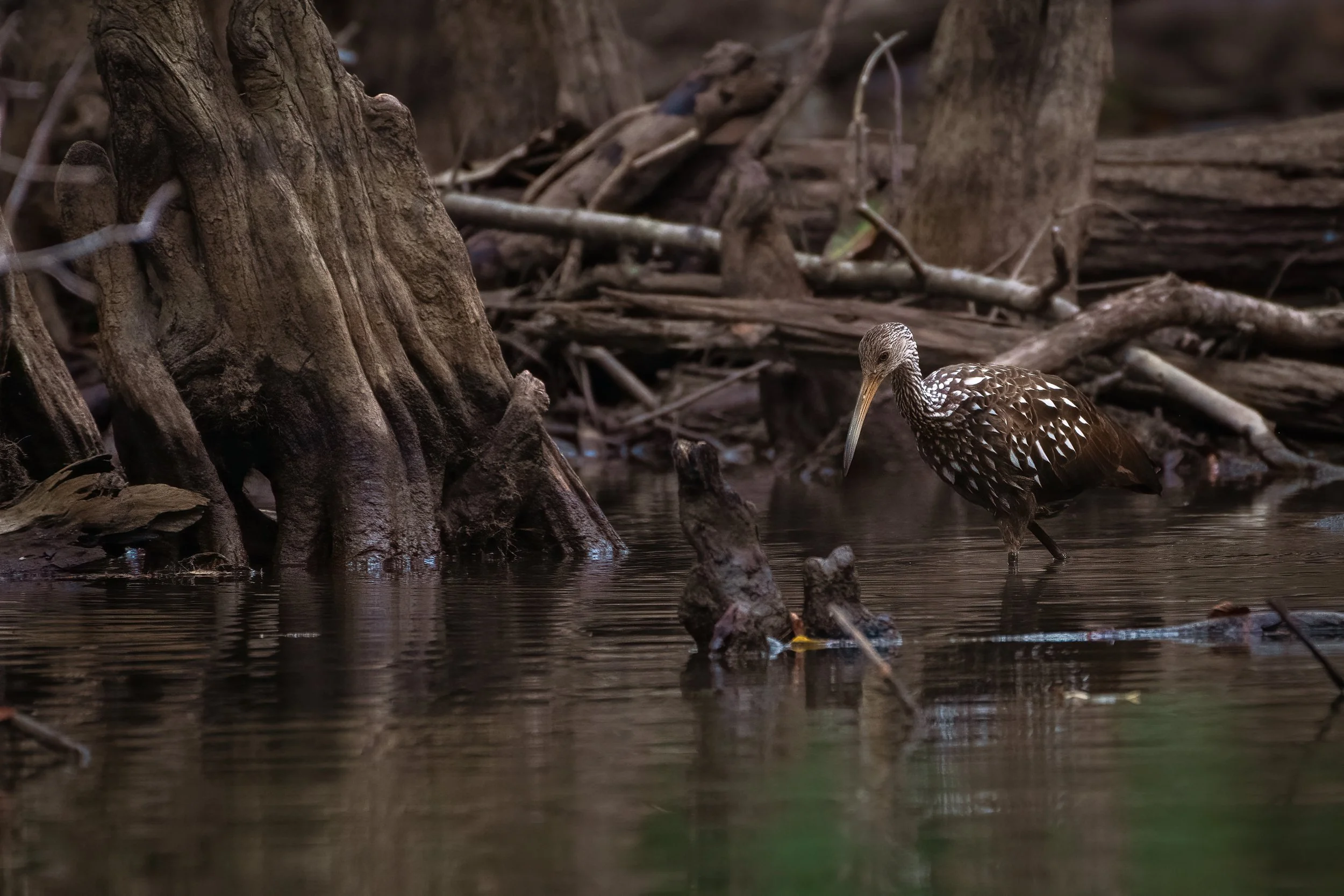 Limpkin hunting 10623.jpg