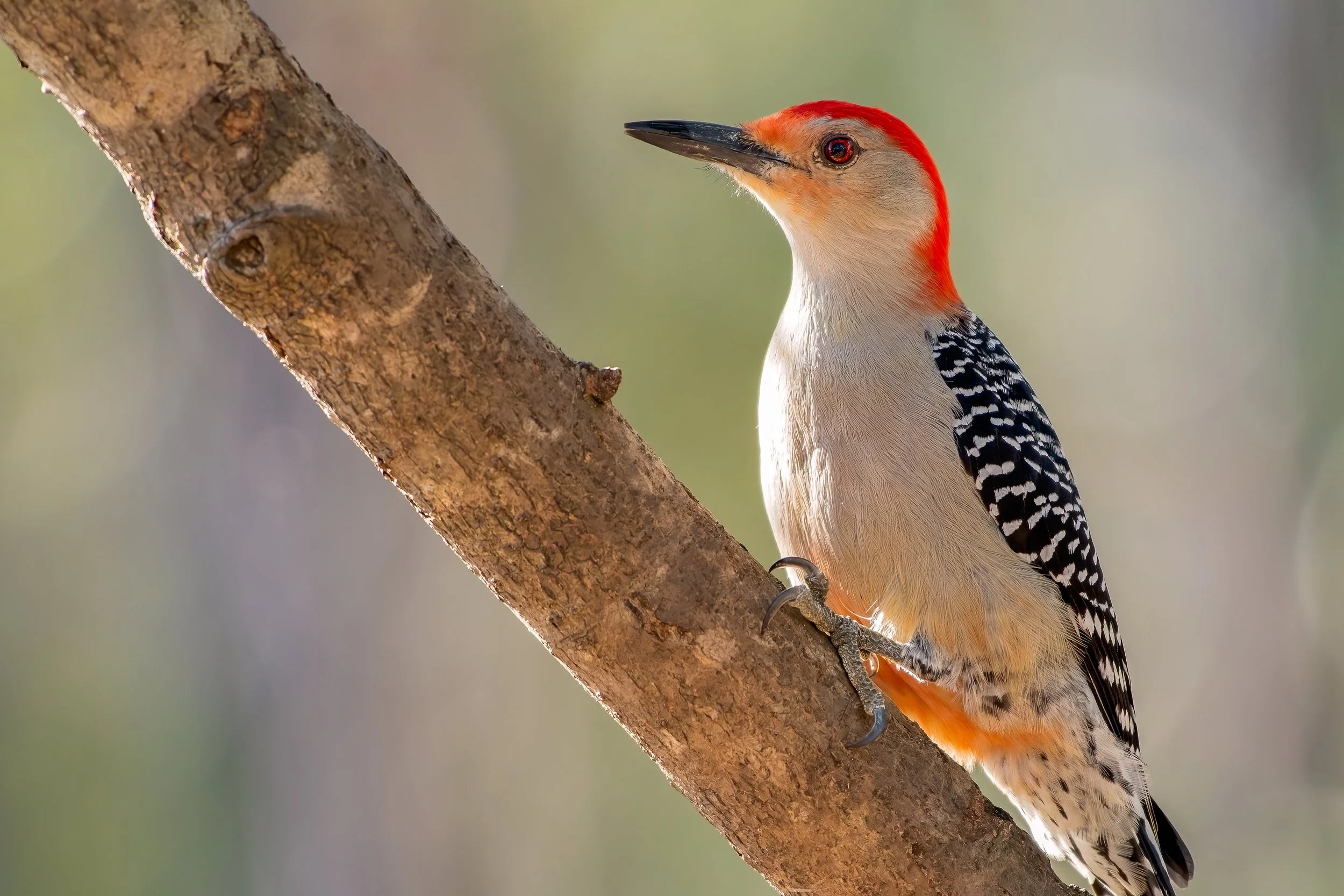 22Dec21 Red Bellied woodpecker 2.jpg
