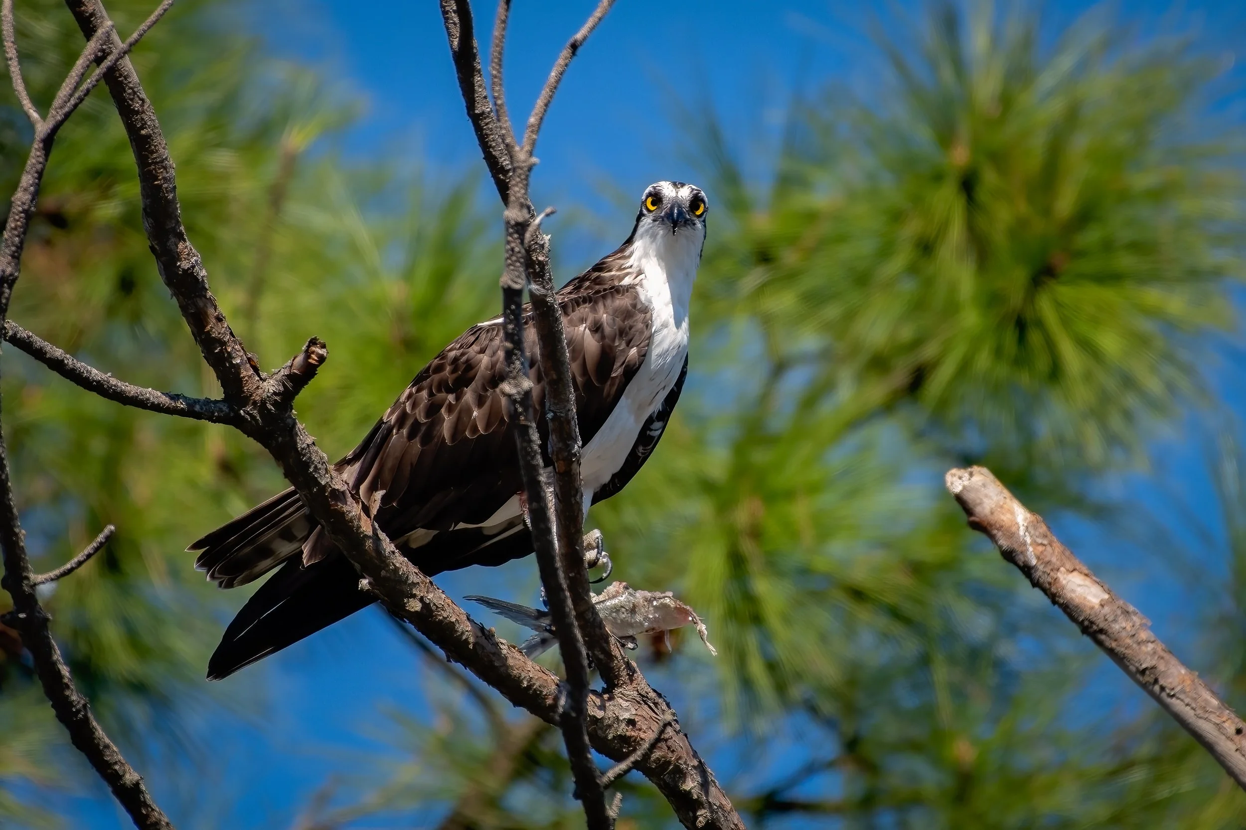 Osprey 1dec21.jpg
