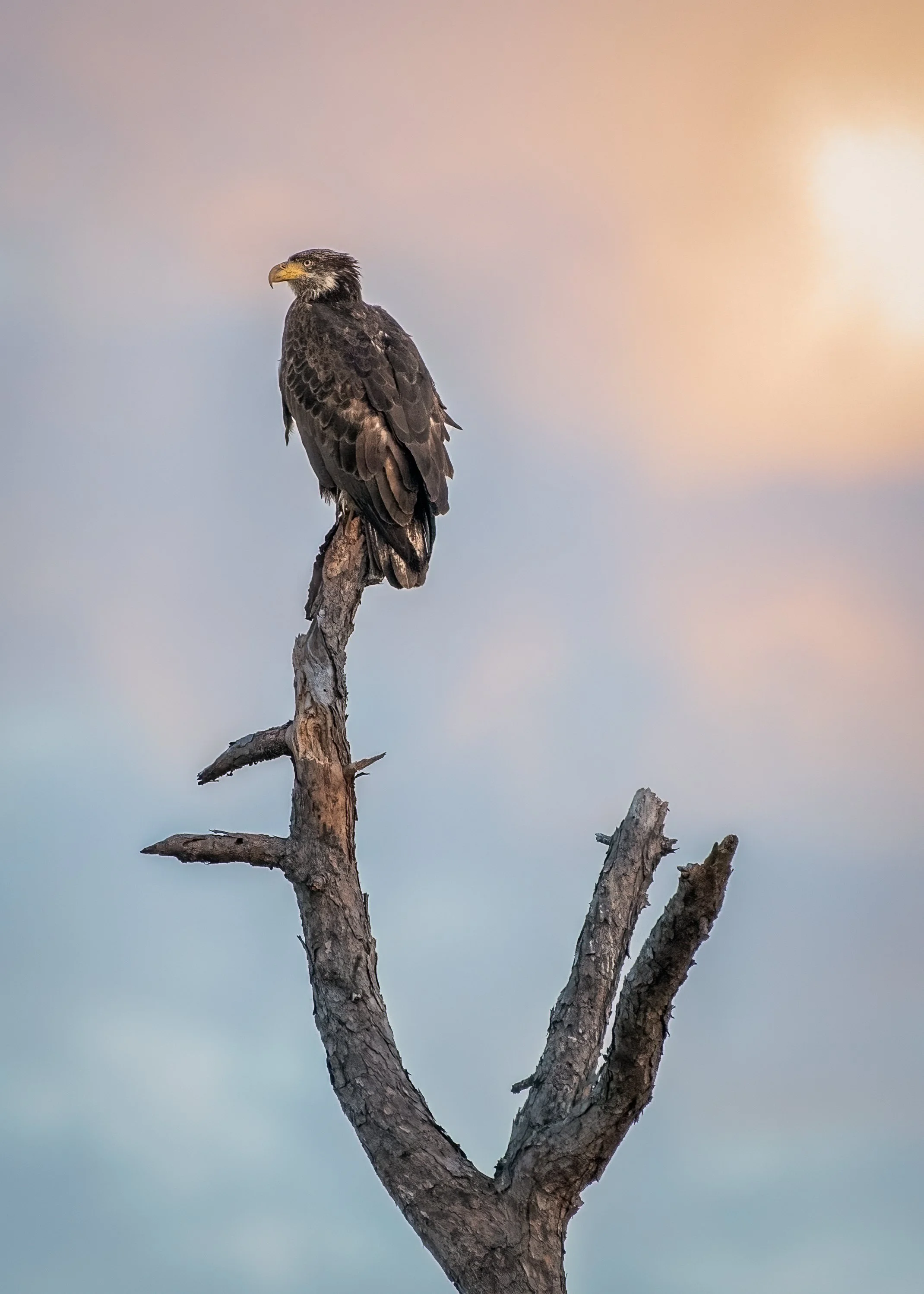 3 1-2 year old eagle 112023.jpg