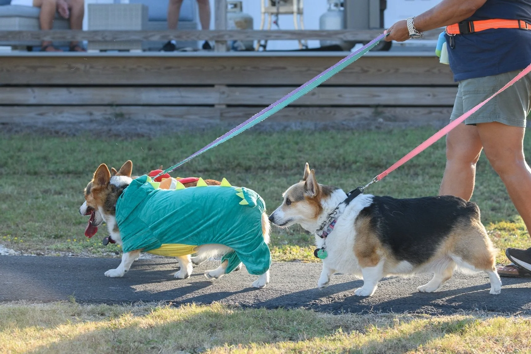 Corgis wearing costumes being walked on a leash
