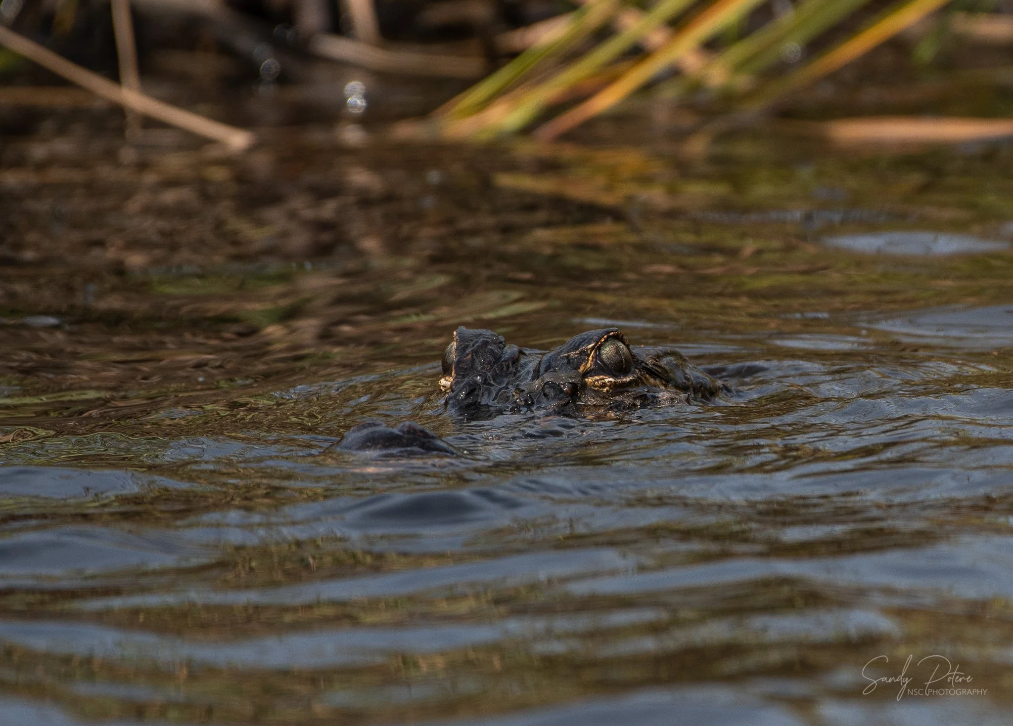 Alligators-5.jpg