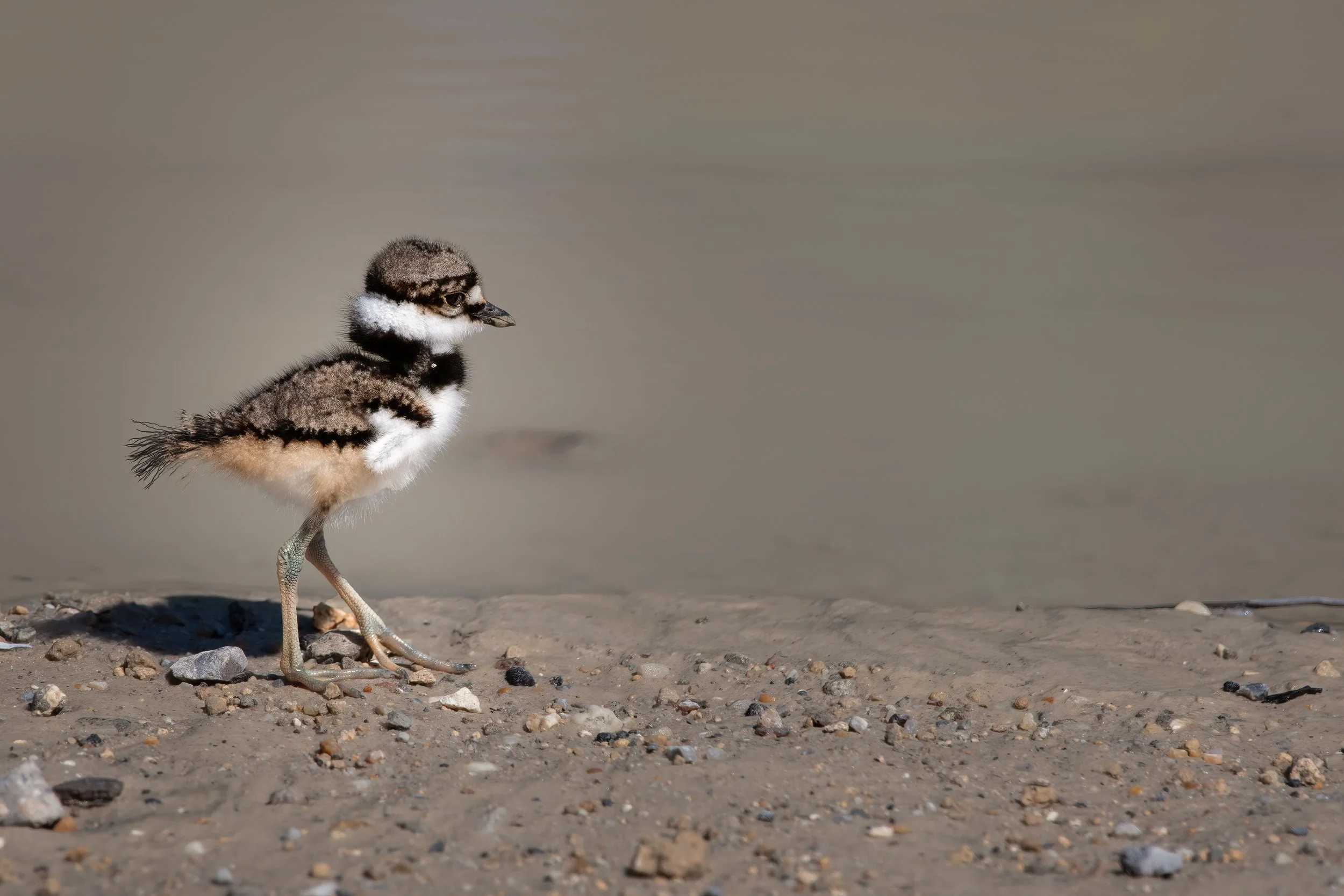Killdeer walking by a mud puddle.jpg