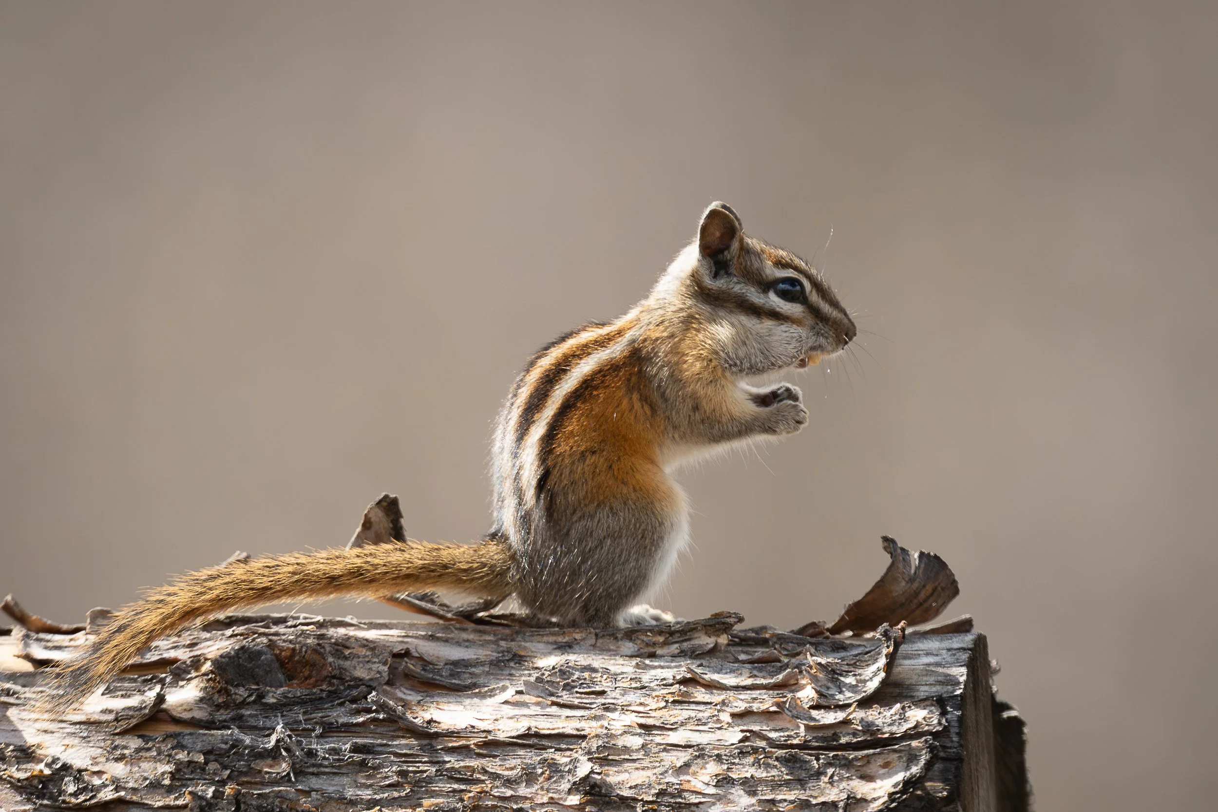 Chipmunk perched on a log with tail extended, wildlife photography print