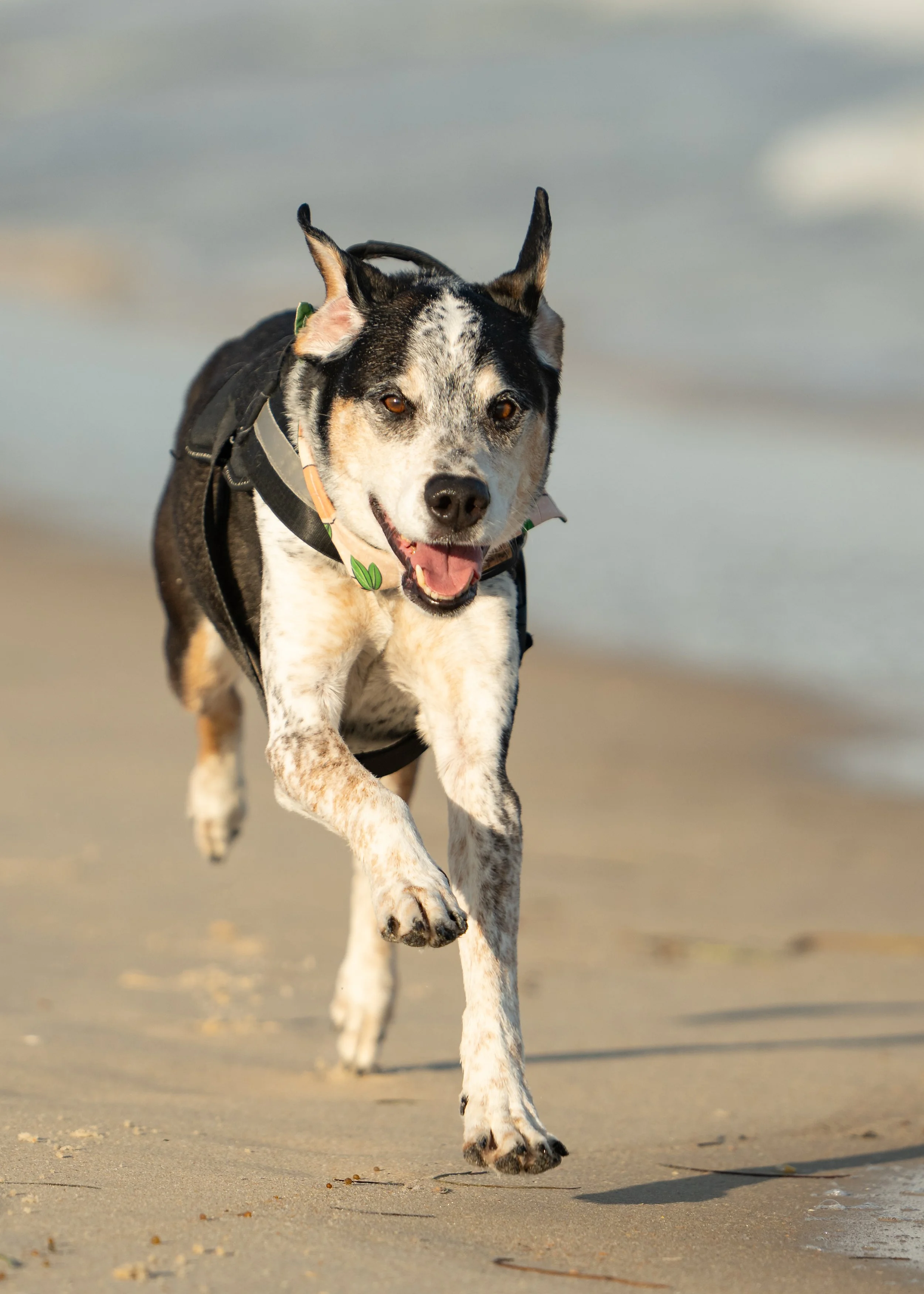 Mixed breed dog running down a beach
