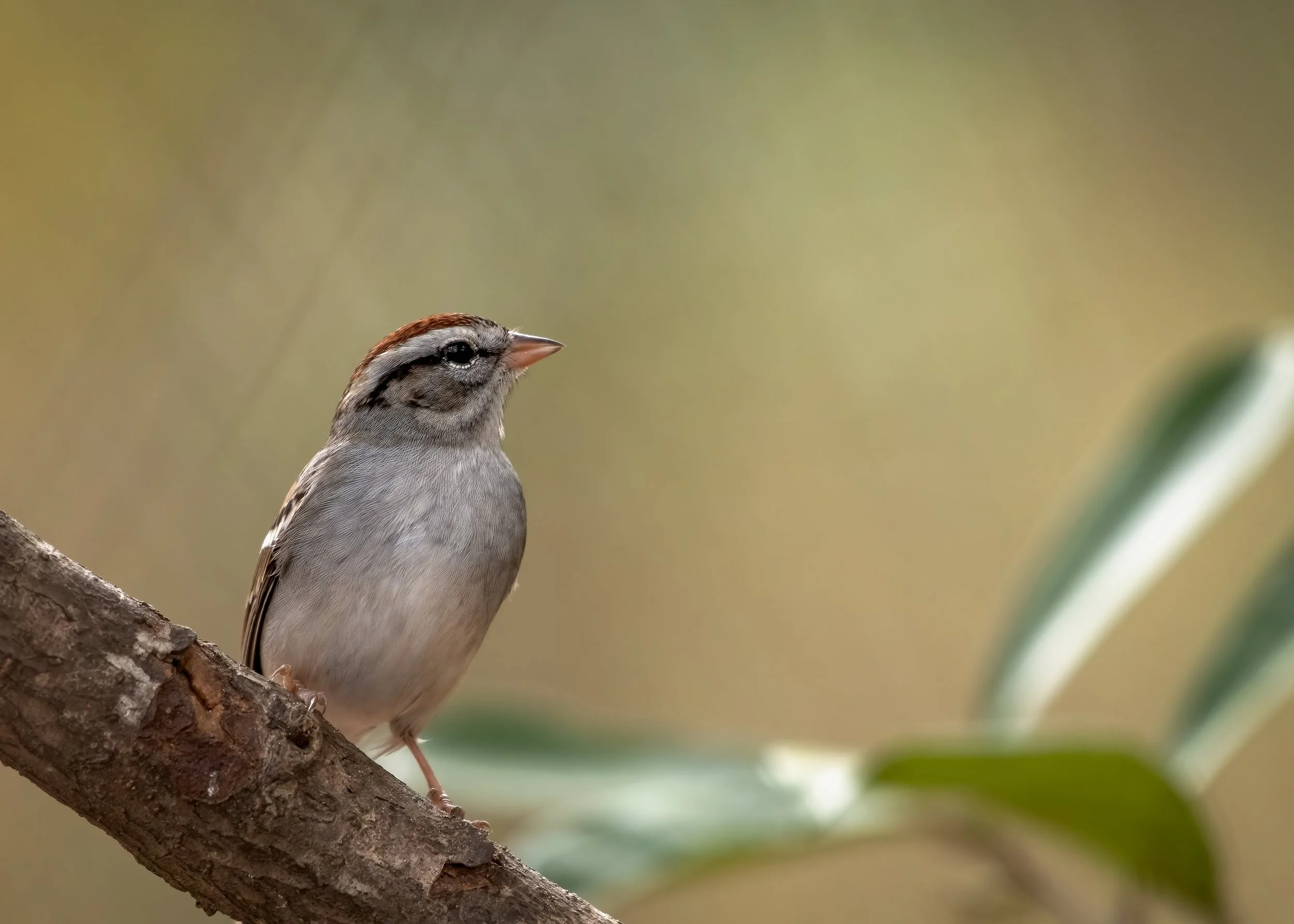 Chipping Sparrow.jpg