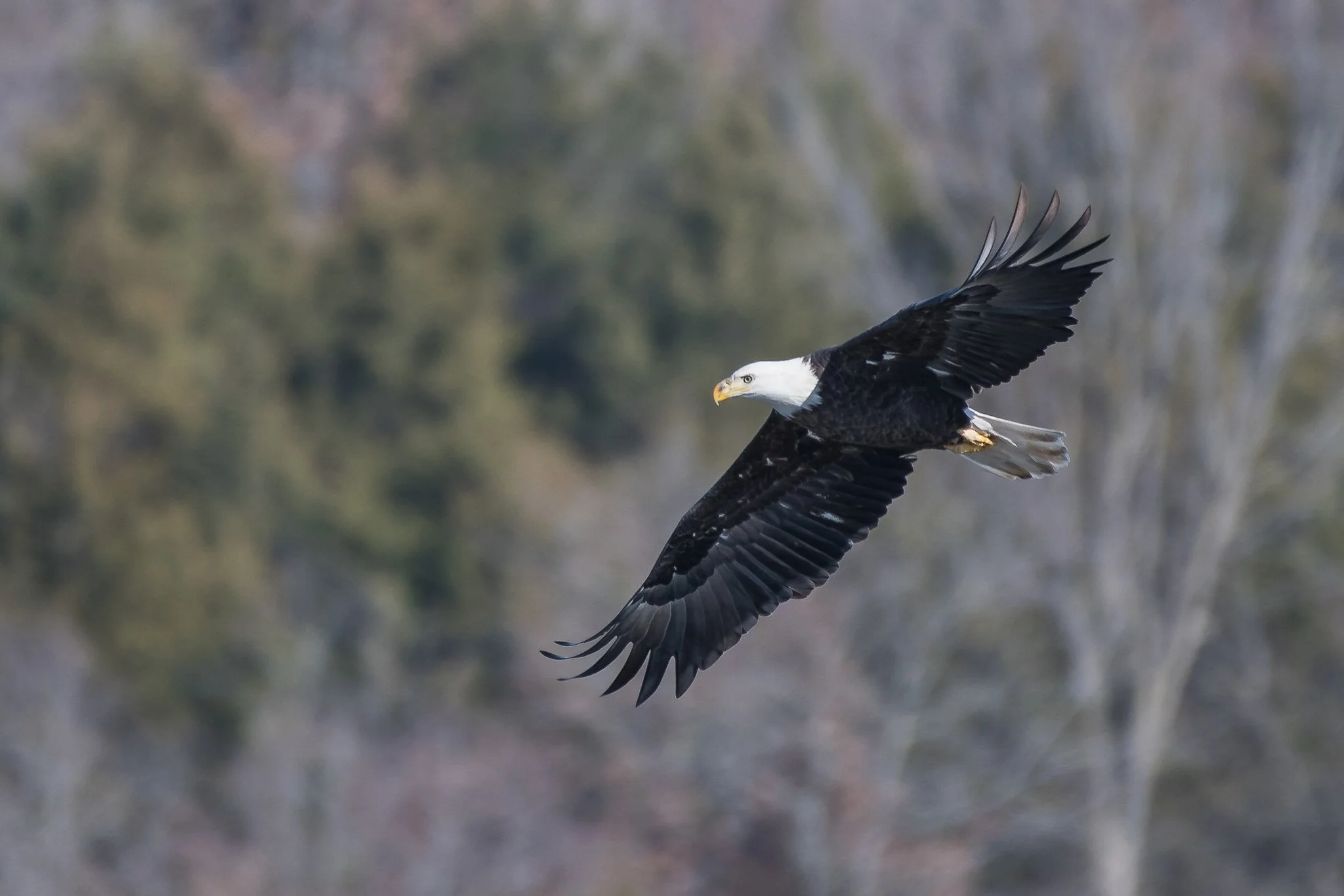 Eagle-1.jpg