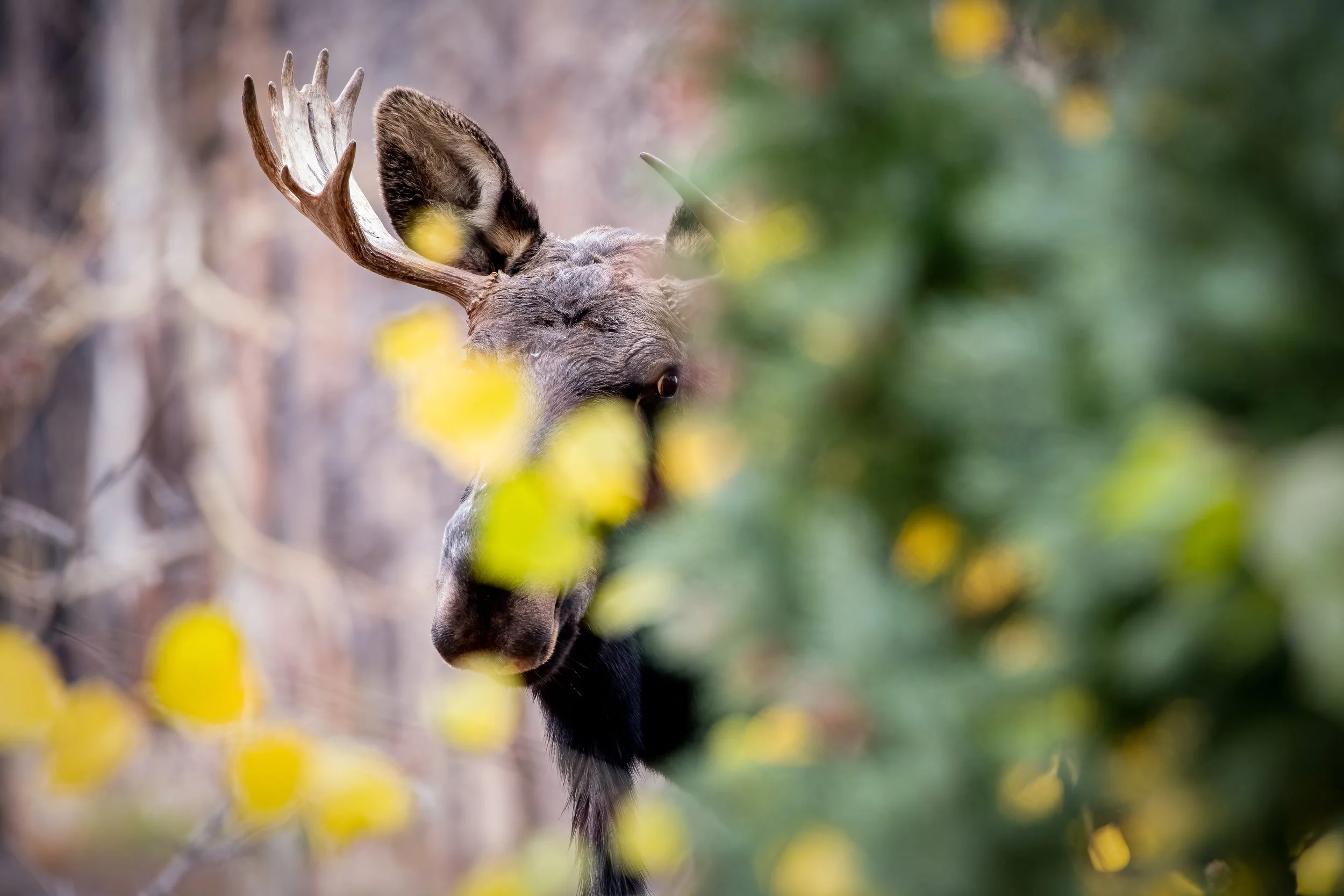 Moose Peeking landscape.jpg