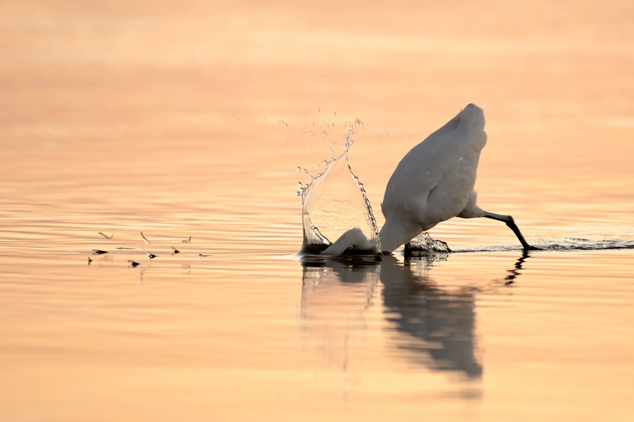 Egretchasingdinner.jpg