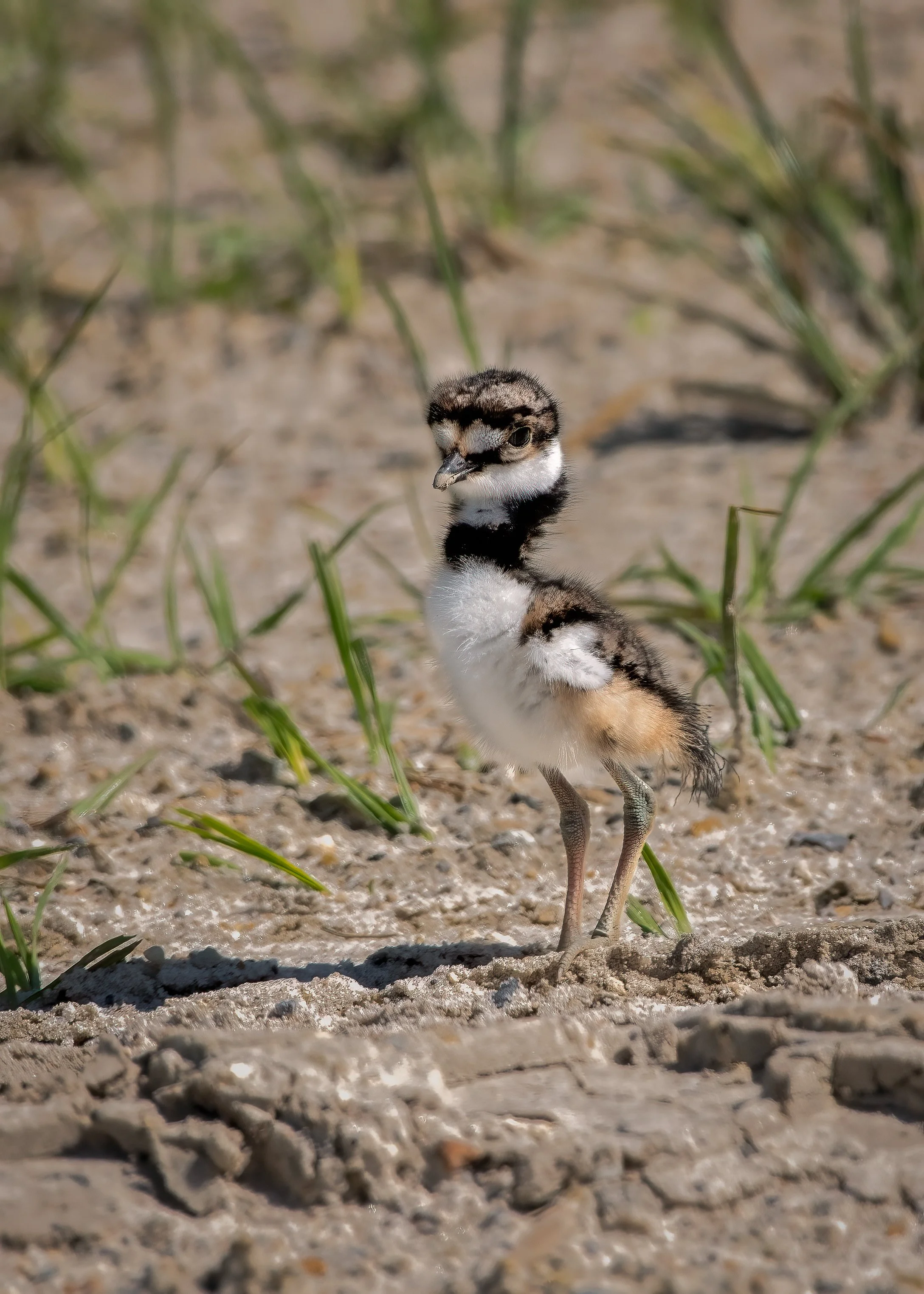 Baby Killdeer standing straigt up 18apr23.jpg