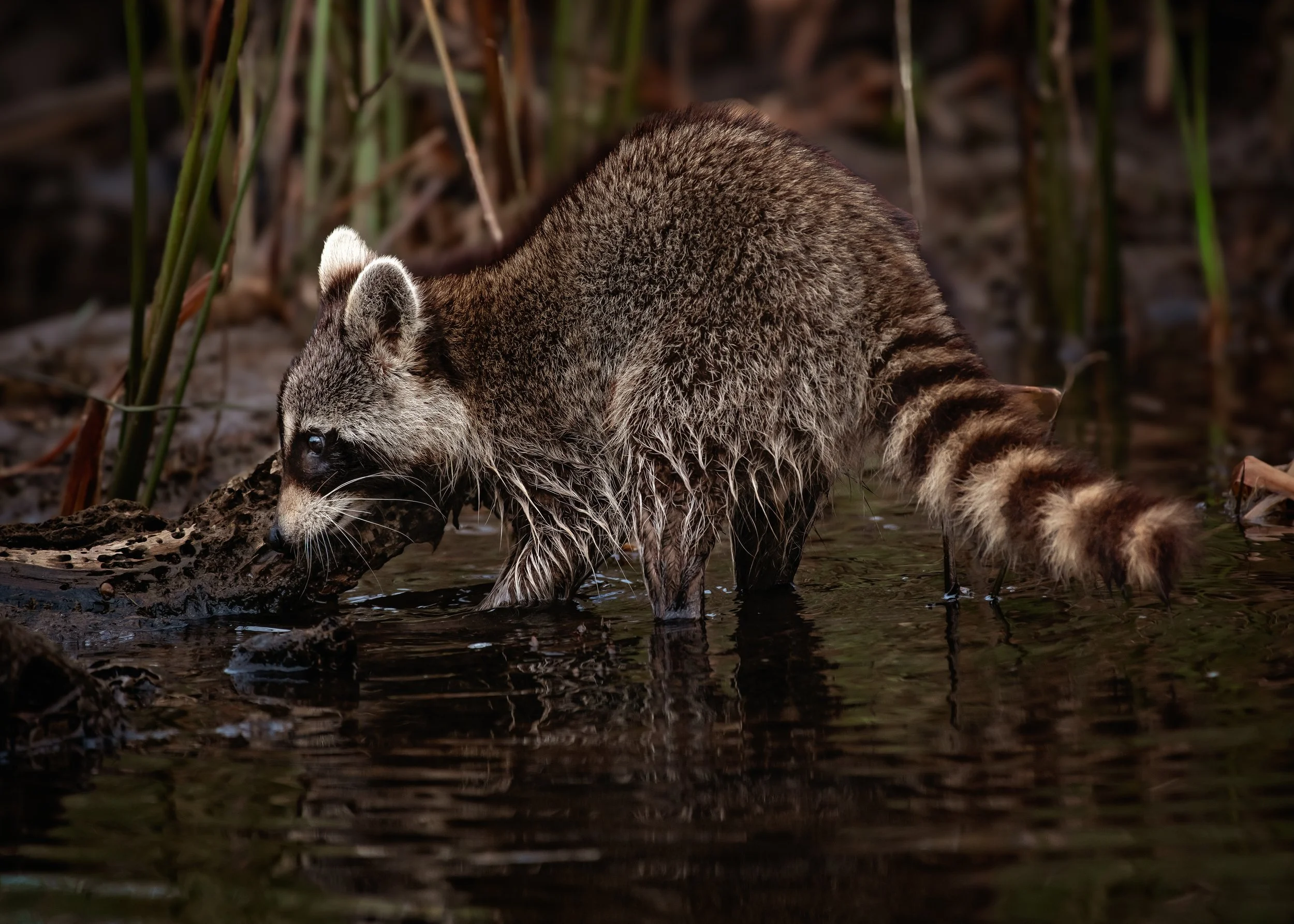 Young raccoon foraging for food.jpg