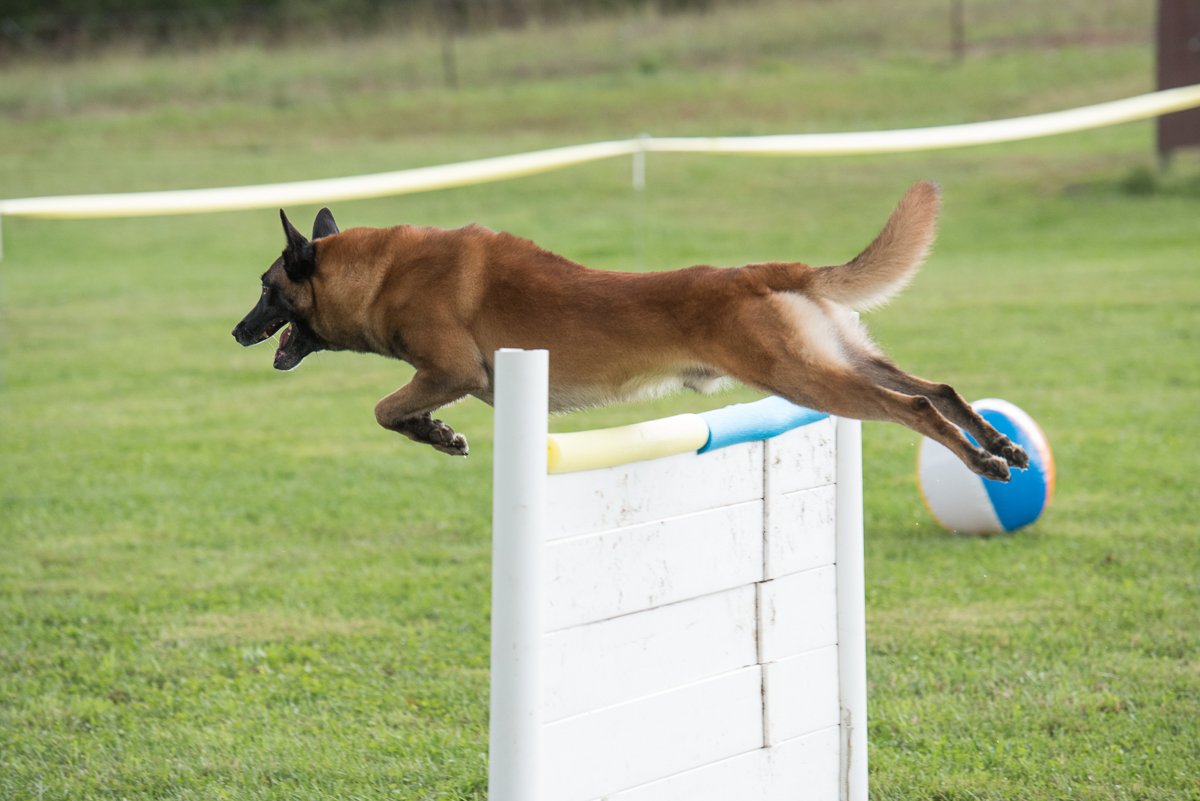Belgian Malinois at a PSA Event