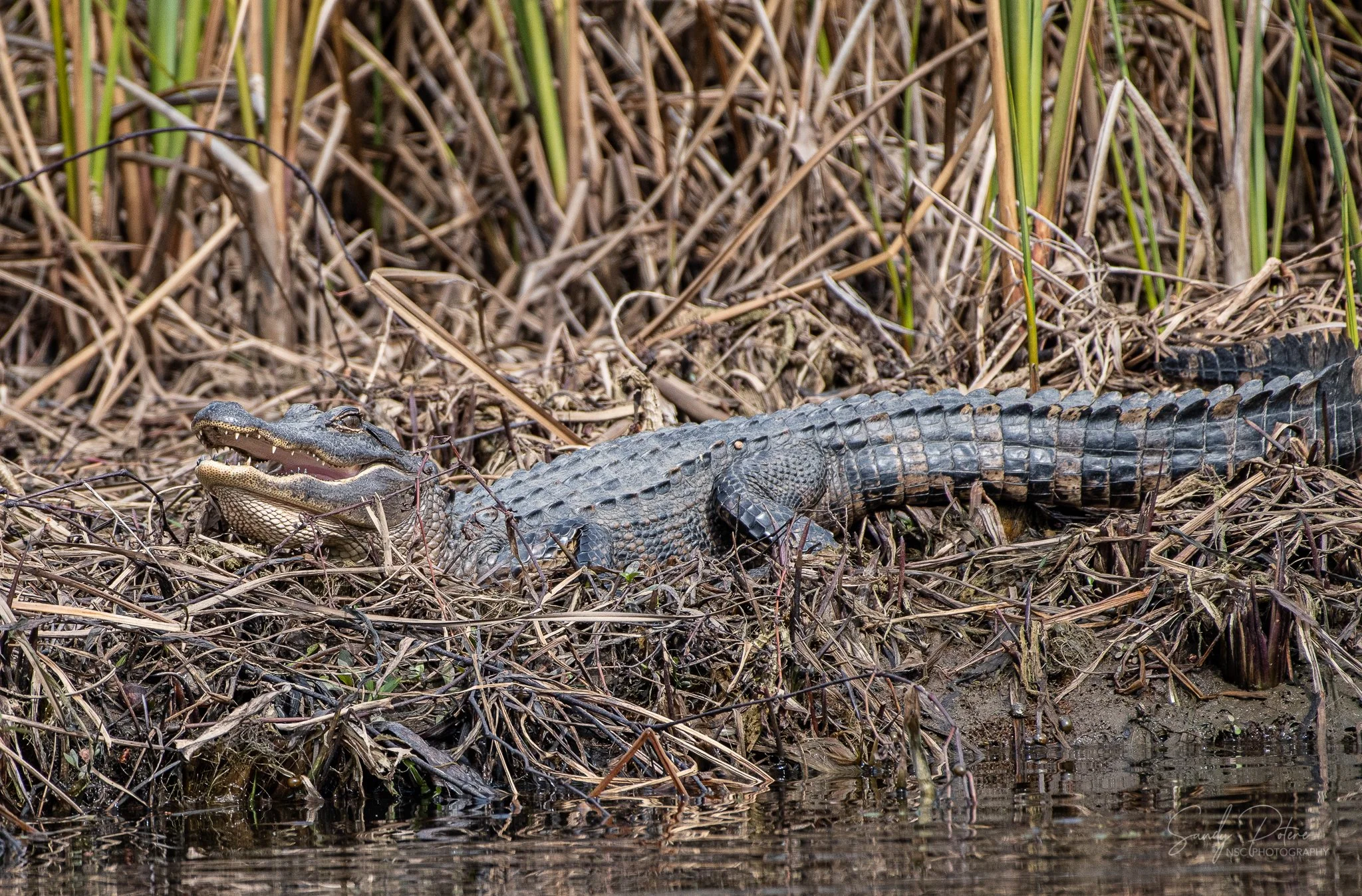 Alligators-3.jpg