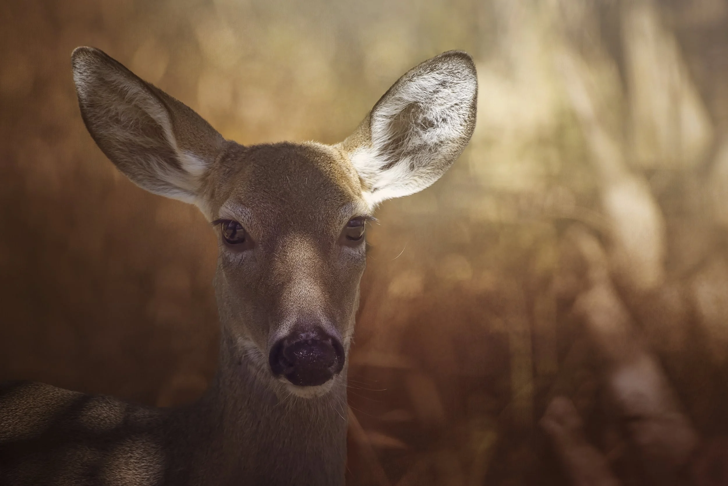 Deer head Florida-0410-Edit.jpg
