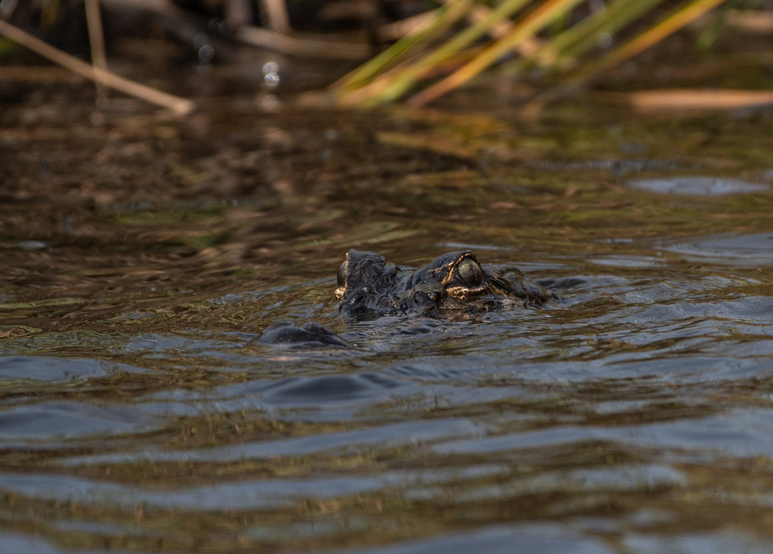 Alligator jan 25 2021-2.jpg