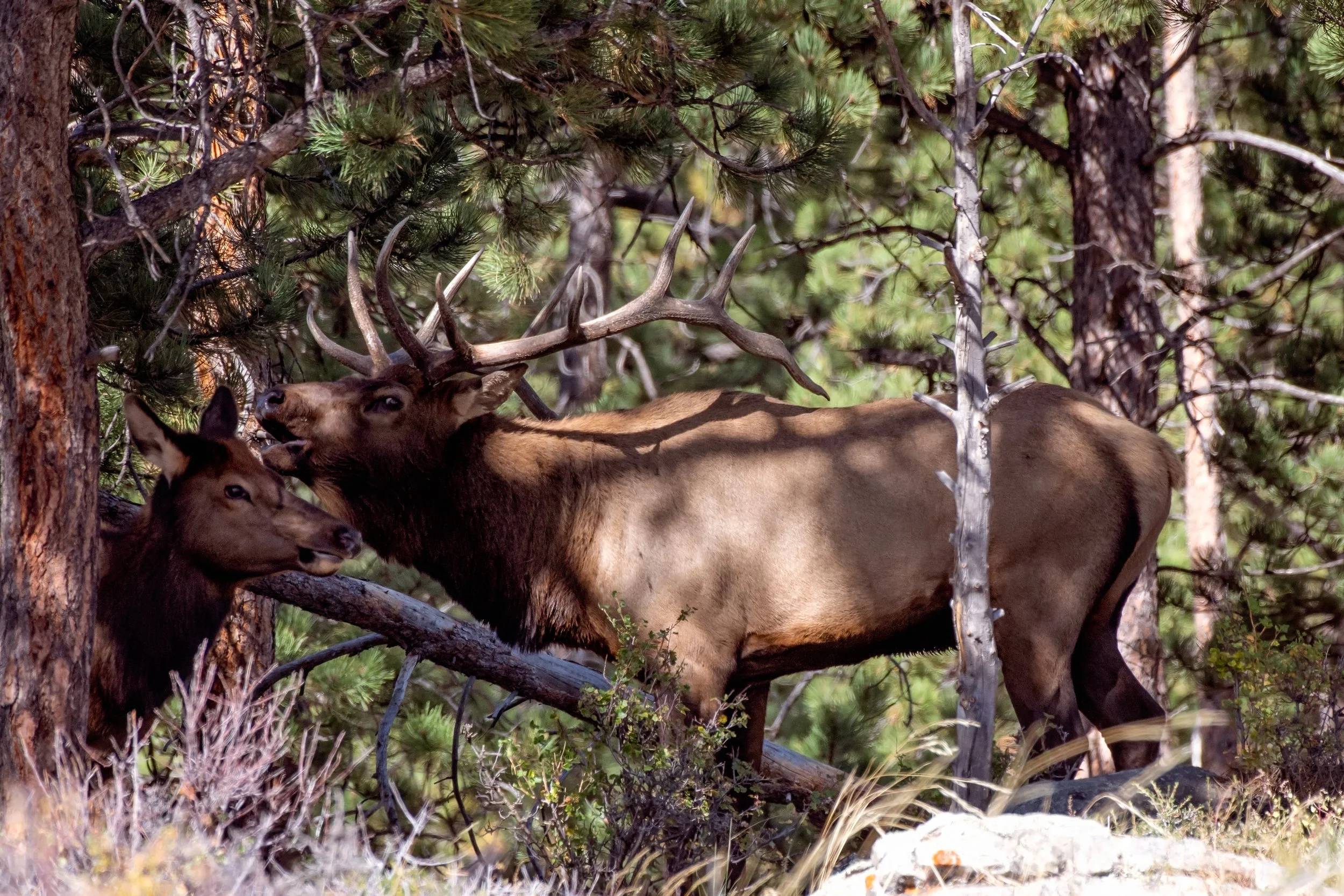 0926 elk-3.jpg