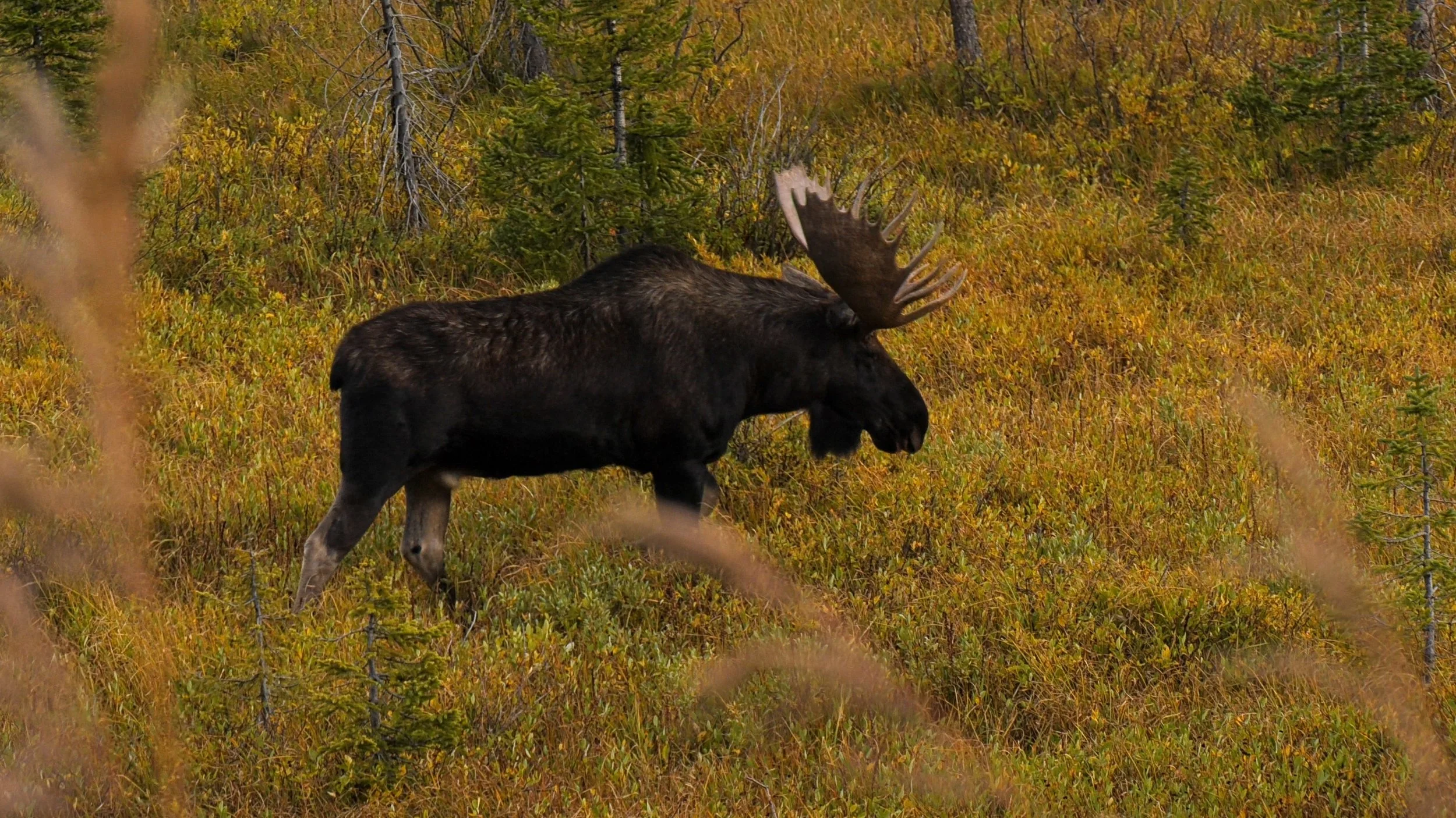 moose_1.43.1.jpg