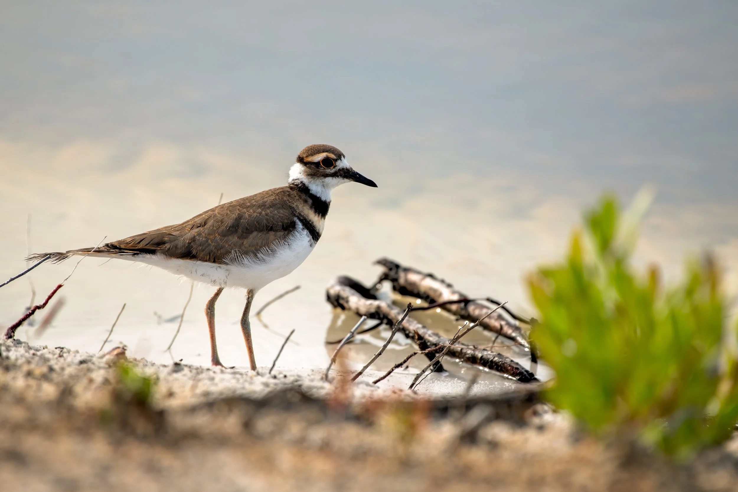 Killdeer morning feeding.jpg