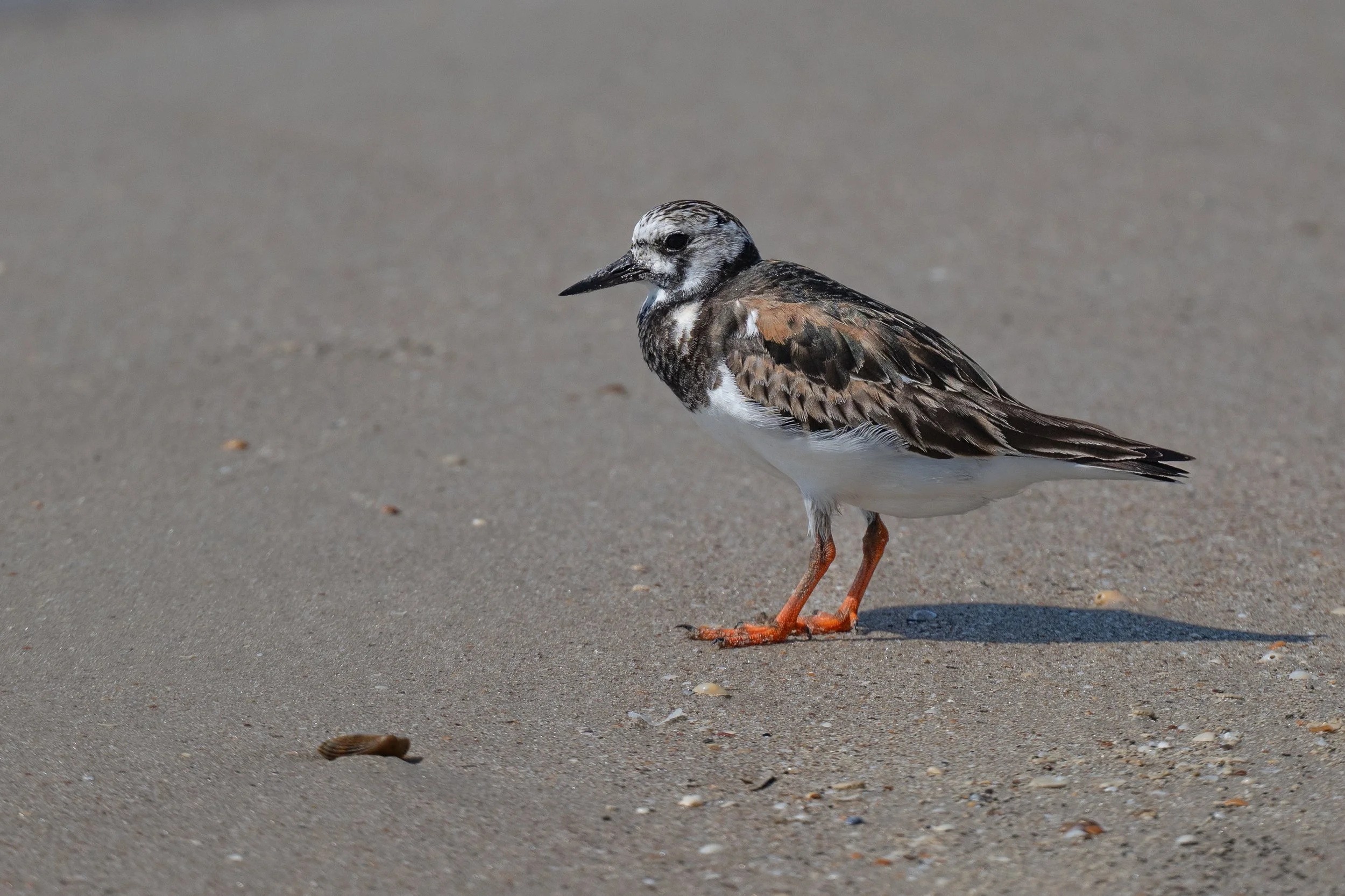 Ruddy Turnstone.jpg