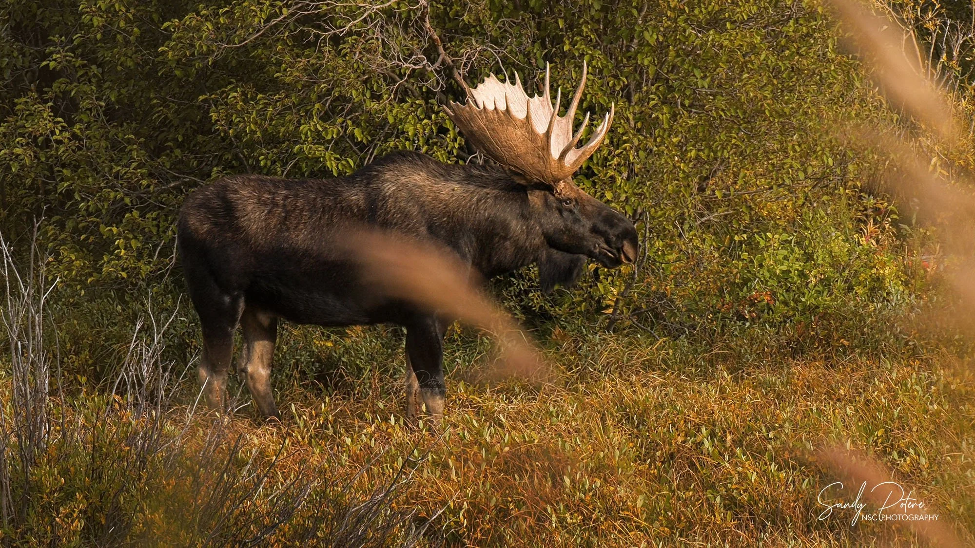 moose_1.39.1 copy 2.jpg